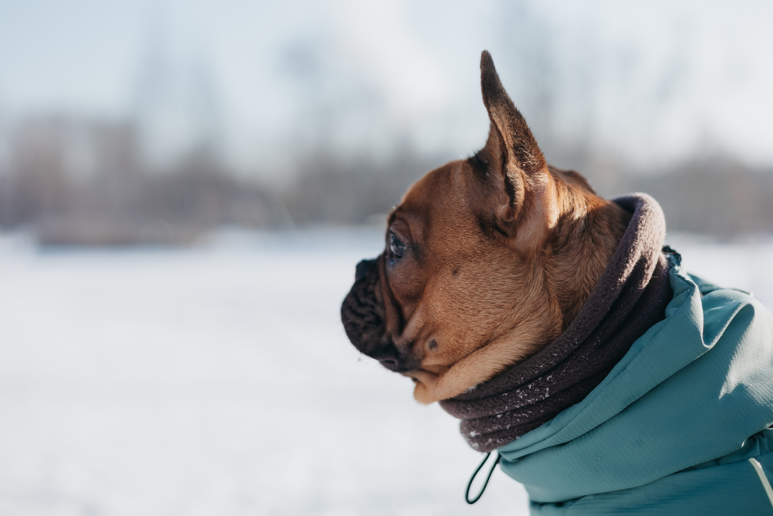 Дарья и Боня. Фотограф животных Евгения Верцинская