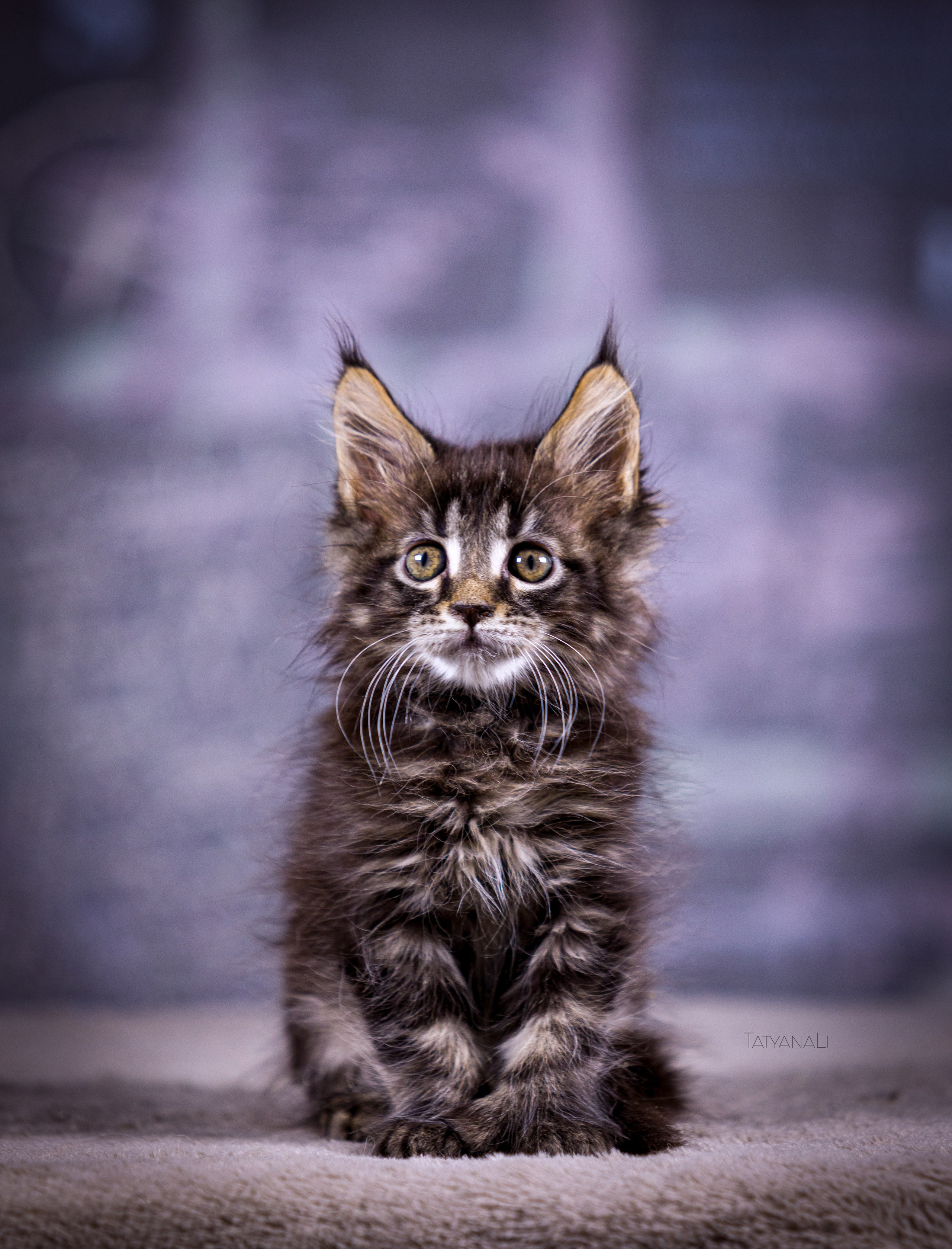 Котята. Фотограф — анималист Татьяна Ли