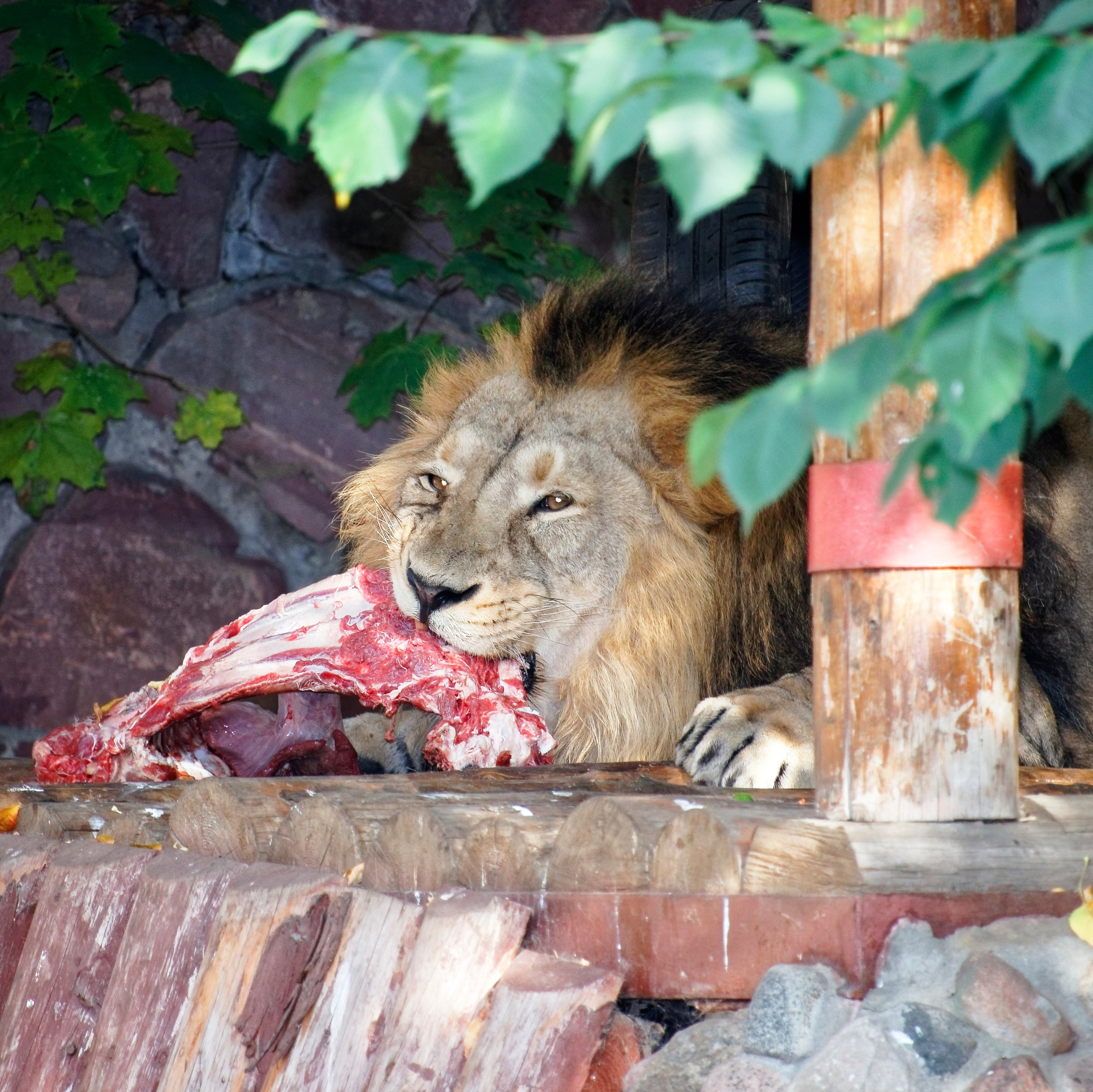 МОСКОВСКИЙ ЗООПАРК. Фотограф Владимир Роля