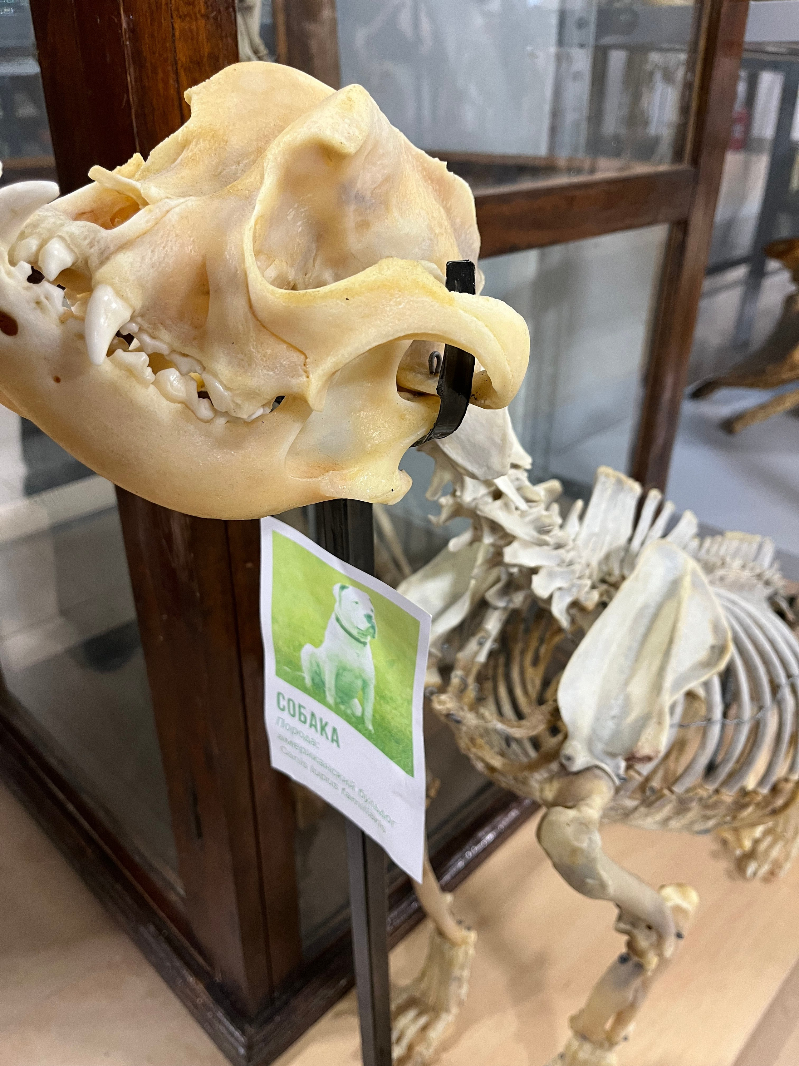 Конференции/Форумы/Выставки 2025. МОТОШКОЛА в городе Витебске. Обучение категории А и А1