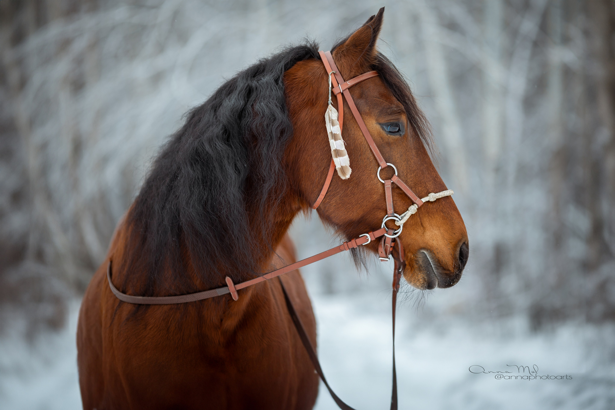 Съемка для лошадей. Анна Молчанова конный фотограф в Тюмени | фотосессии с лошадьми Тюмень