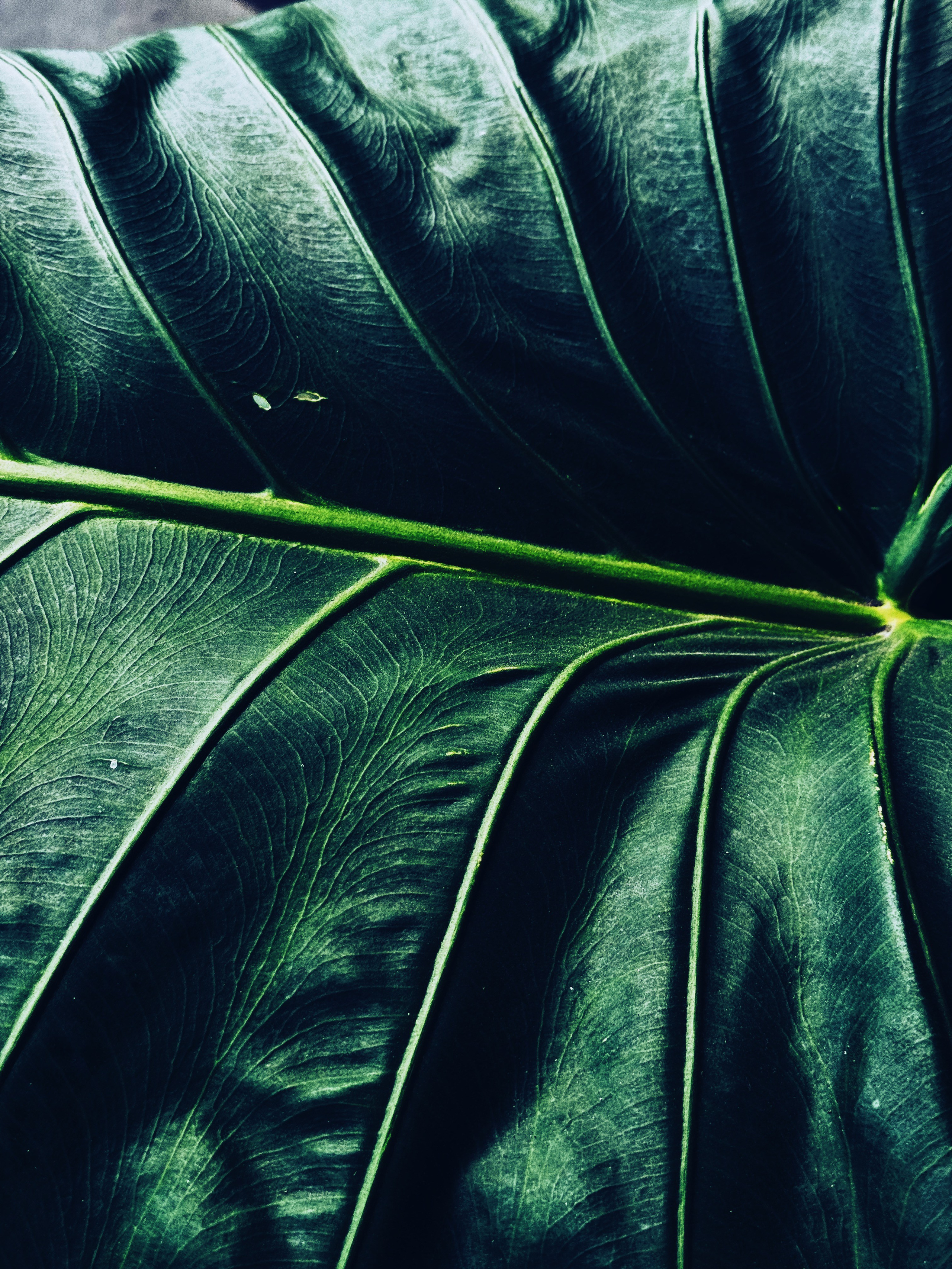 Elements. Carolinetru