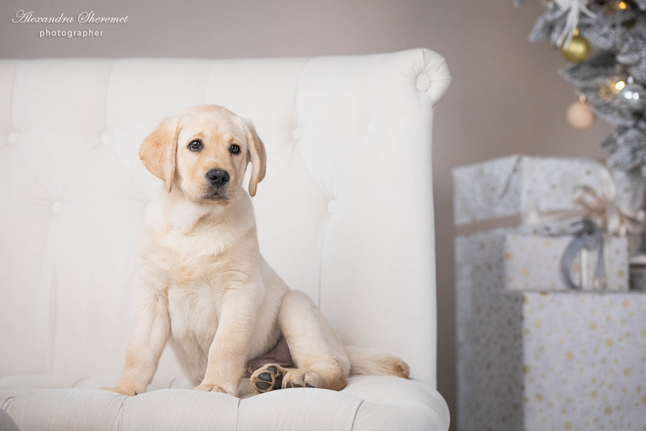 Оксана & лабрадор. Фотограф-анималист Александра Шеремет