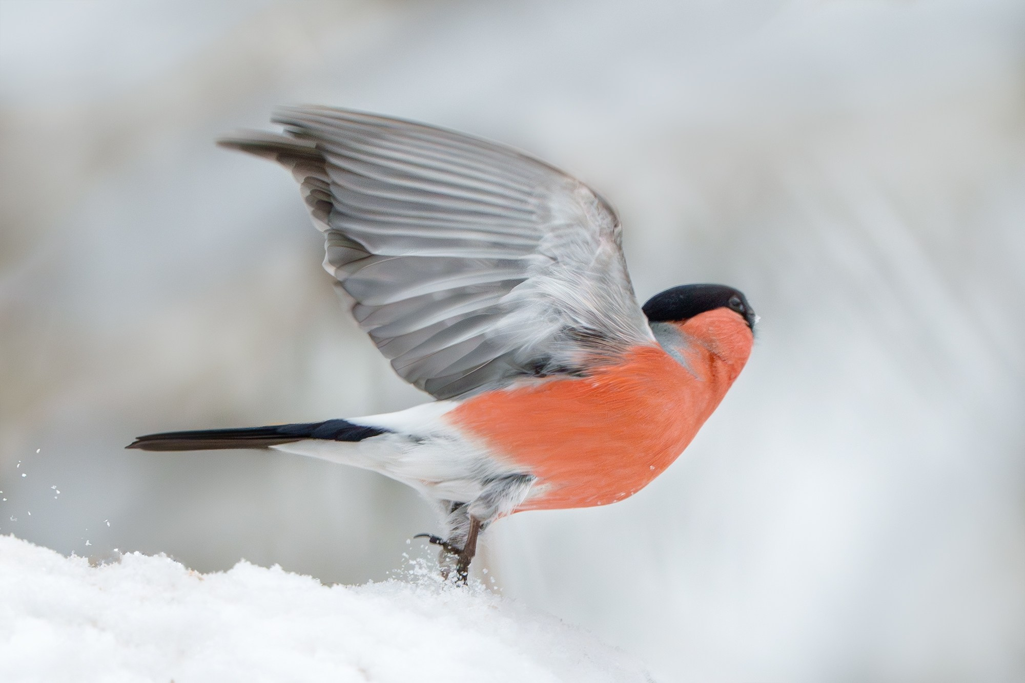 Удивительные мир птиц. Вокруг нас столько прекрасного — присмотритесь!. Ваш личный фотограф Марина Волкова