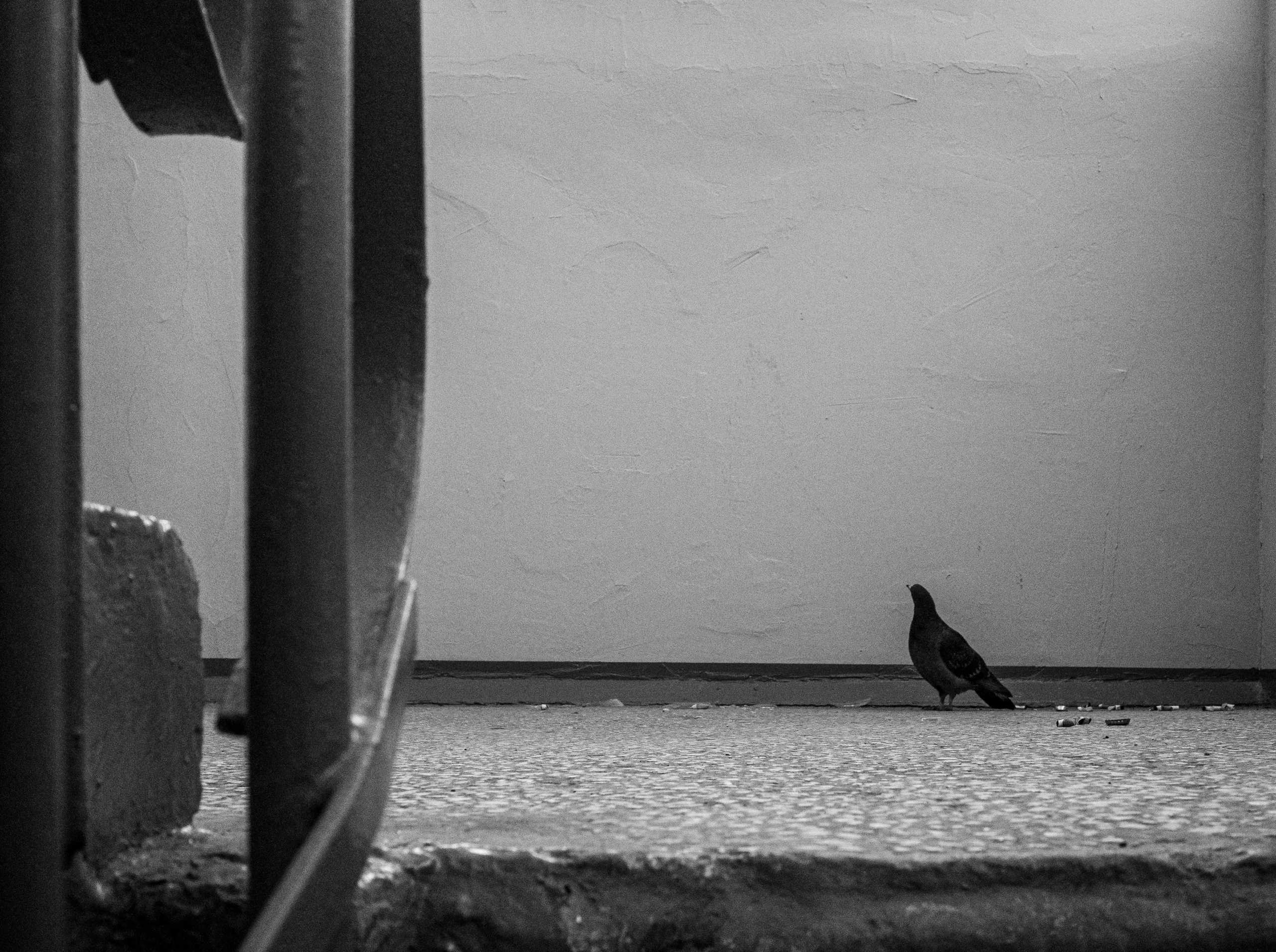 Feathers Against Concrete. StepanGerasimov