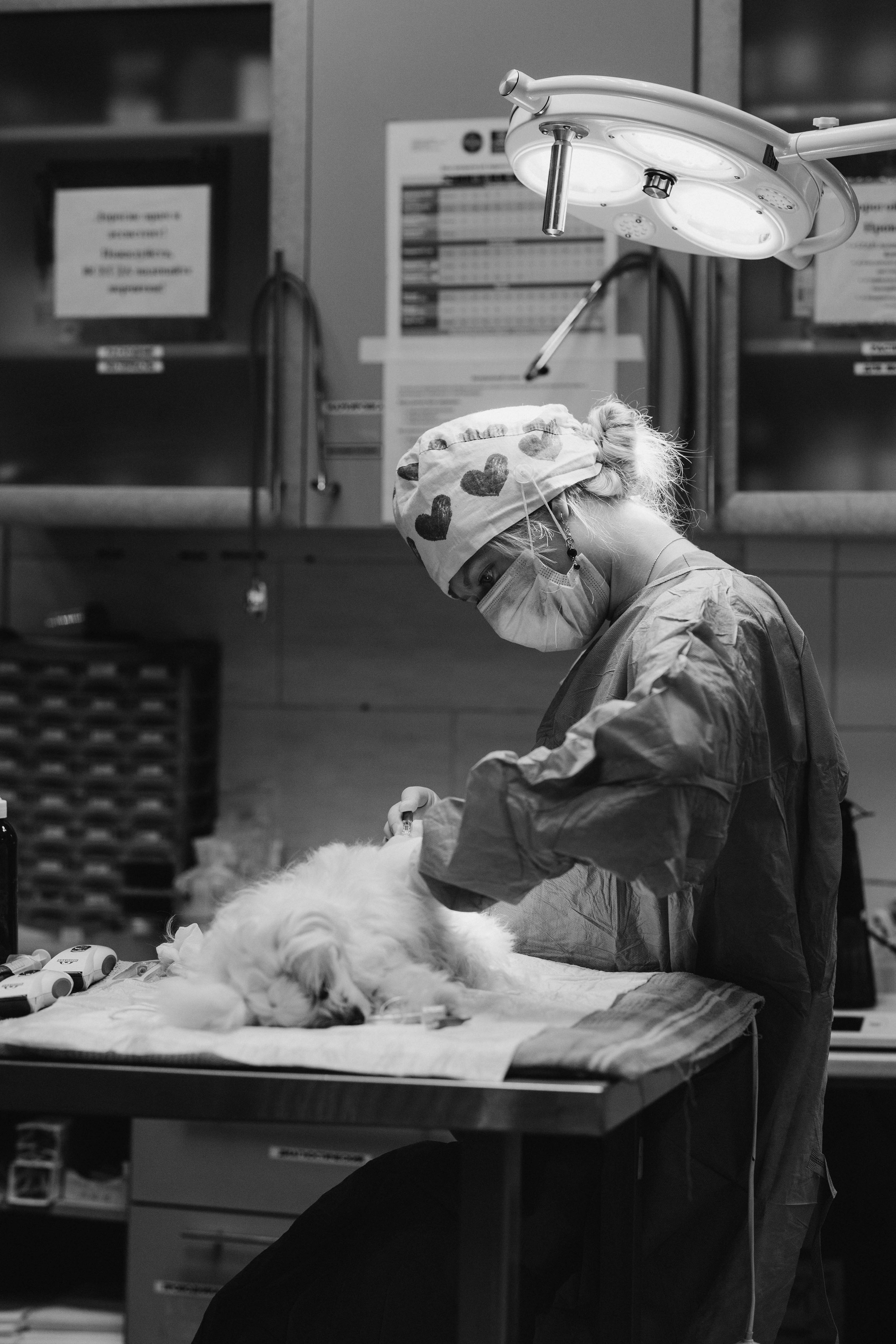 VetLife. Татьяна Афонина | Фотограф