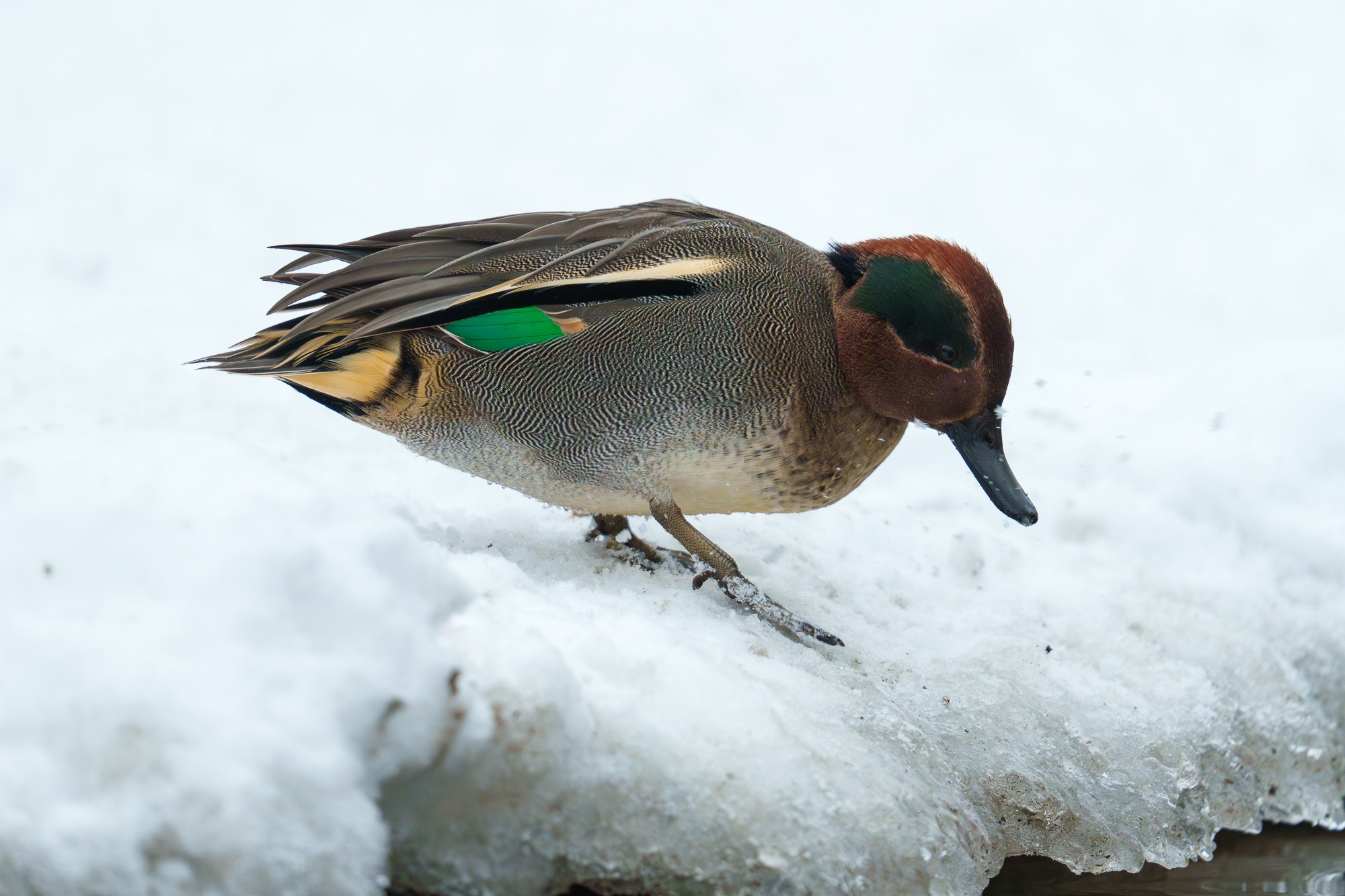 Удивительные мир птиц. Вокруг нас столько прекрасного — присмотритесь!. Ваш личный фотограф Марина Волкова