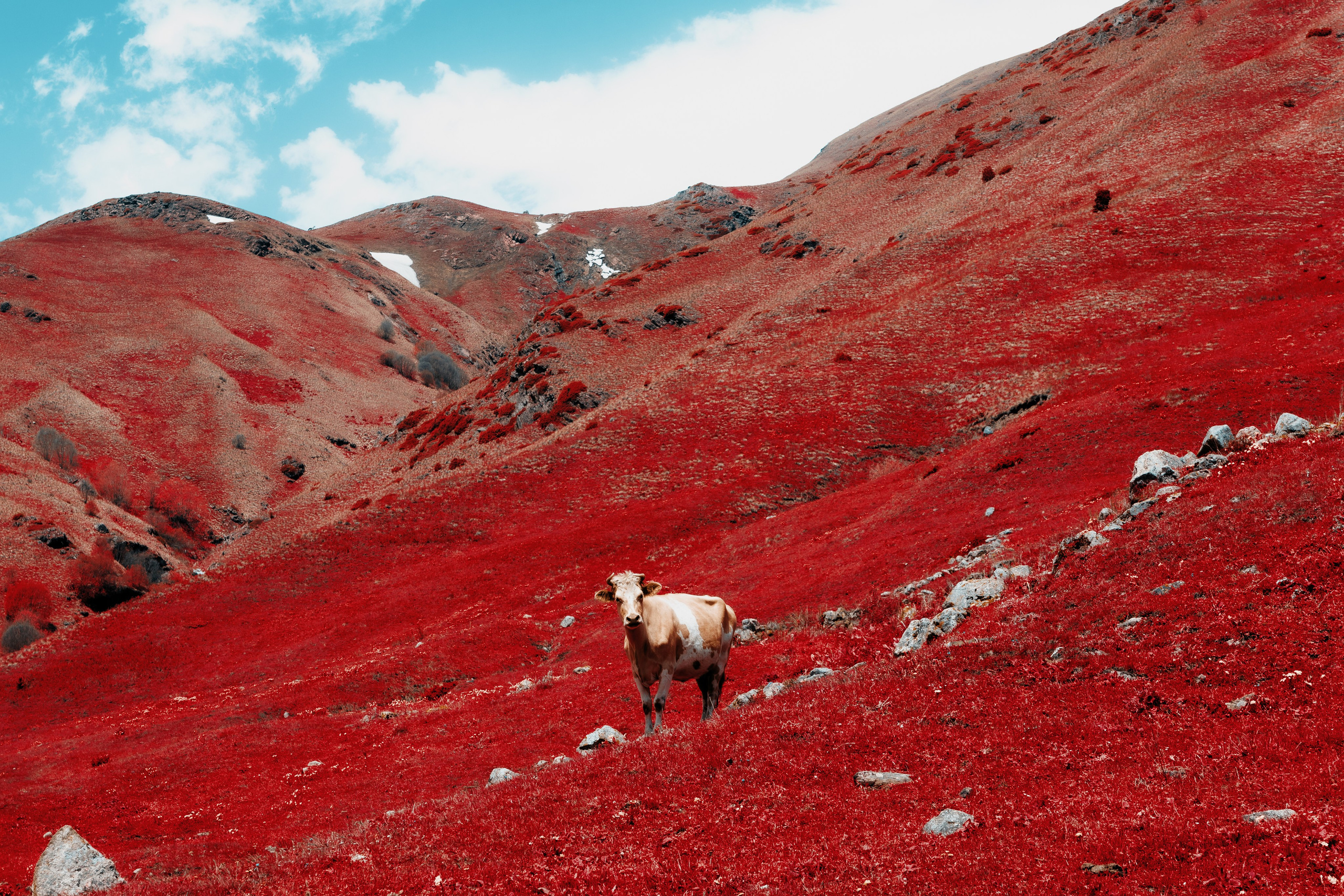 Дигория. Фотограф Санкт-Петербург Макарова Дарья
