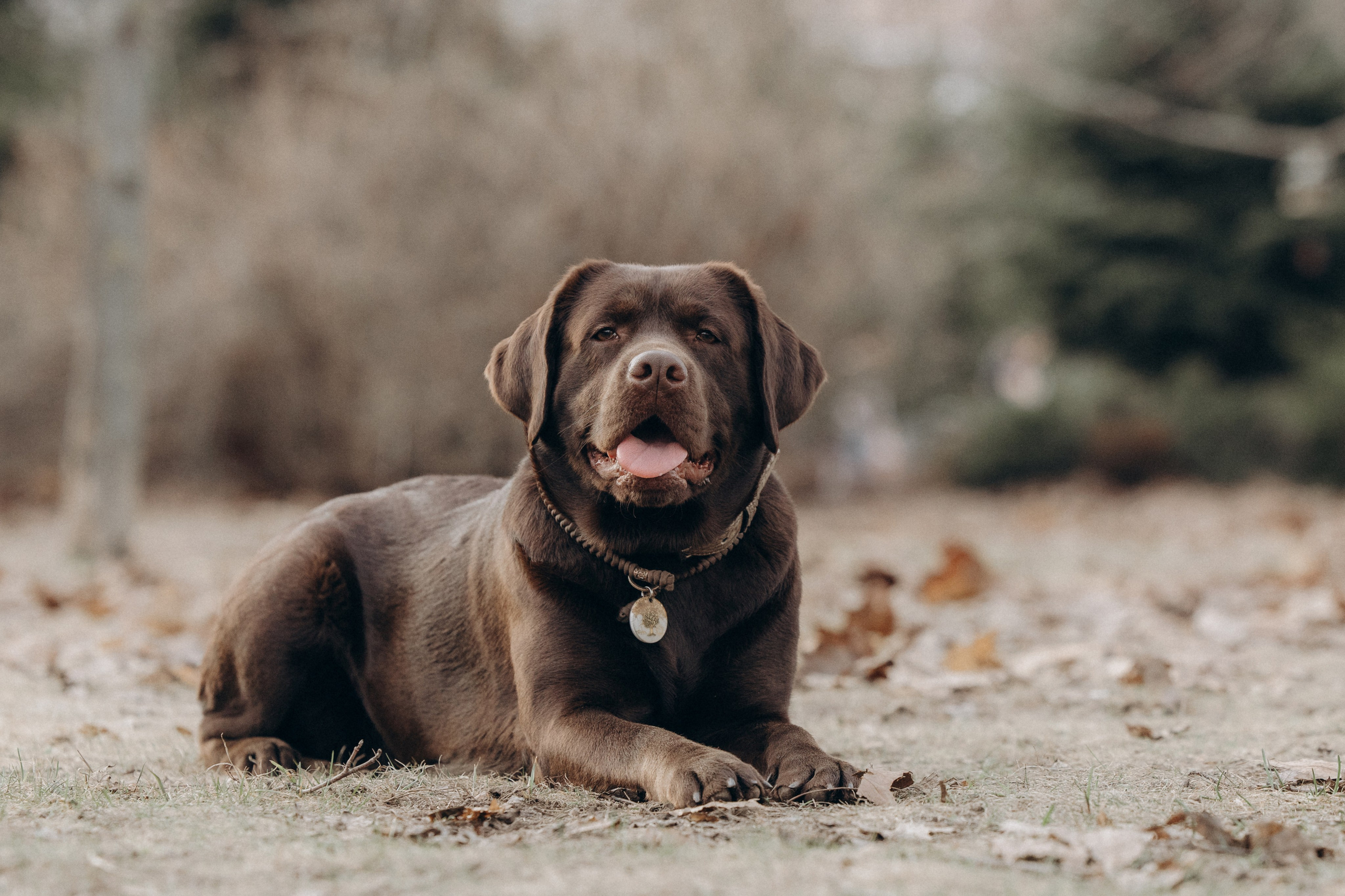 Наталия и Пальма в парке. Фотограф анималист в Казани Алина Сулейманова. Фотограф животных
