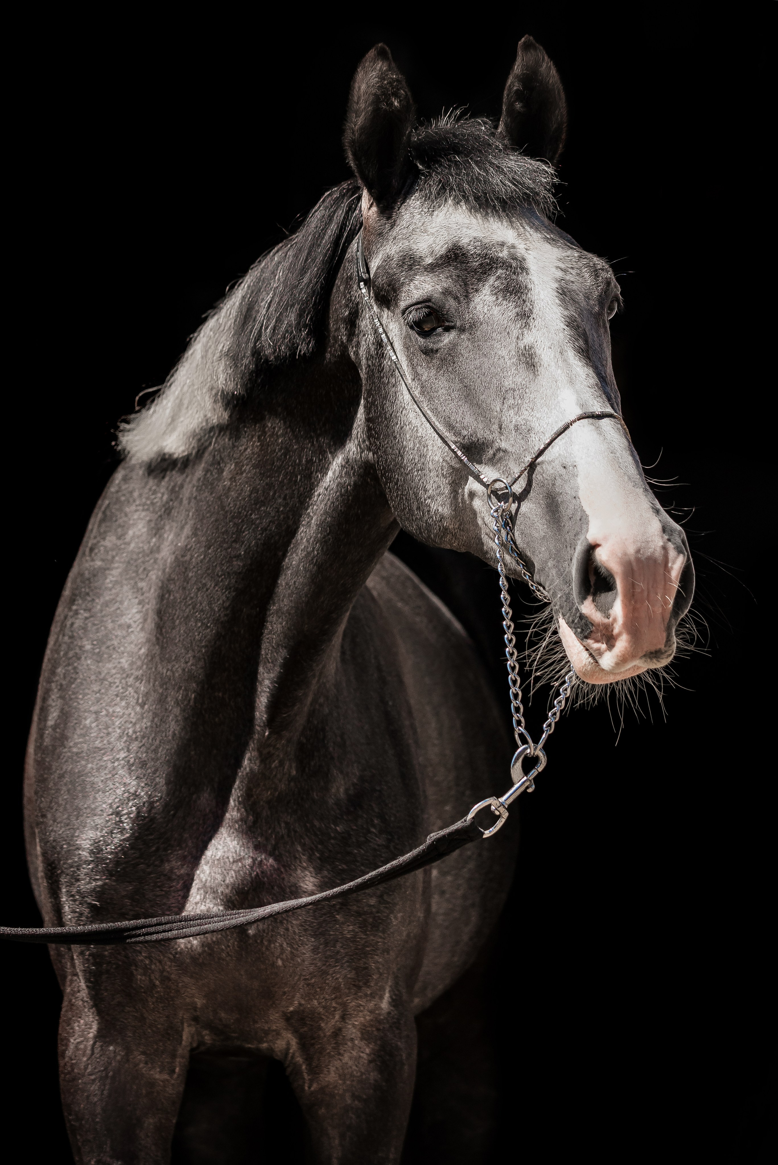 Волхов. Куракина Дарья • Конный фотограф