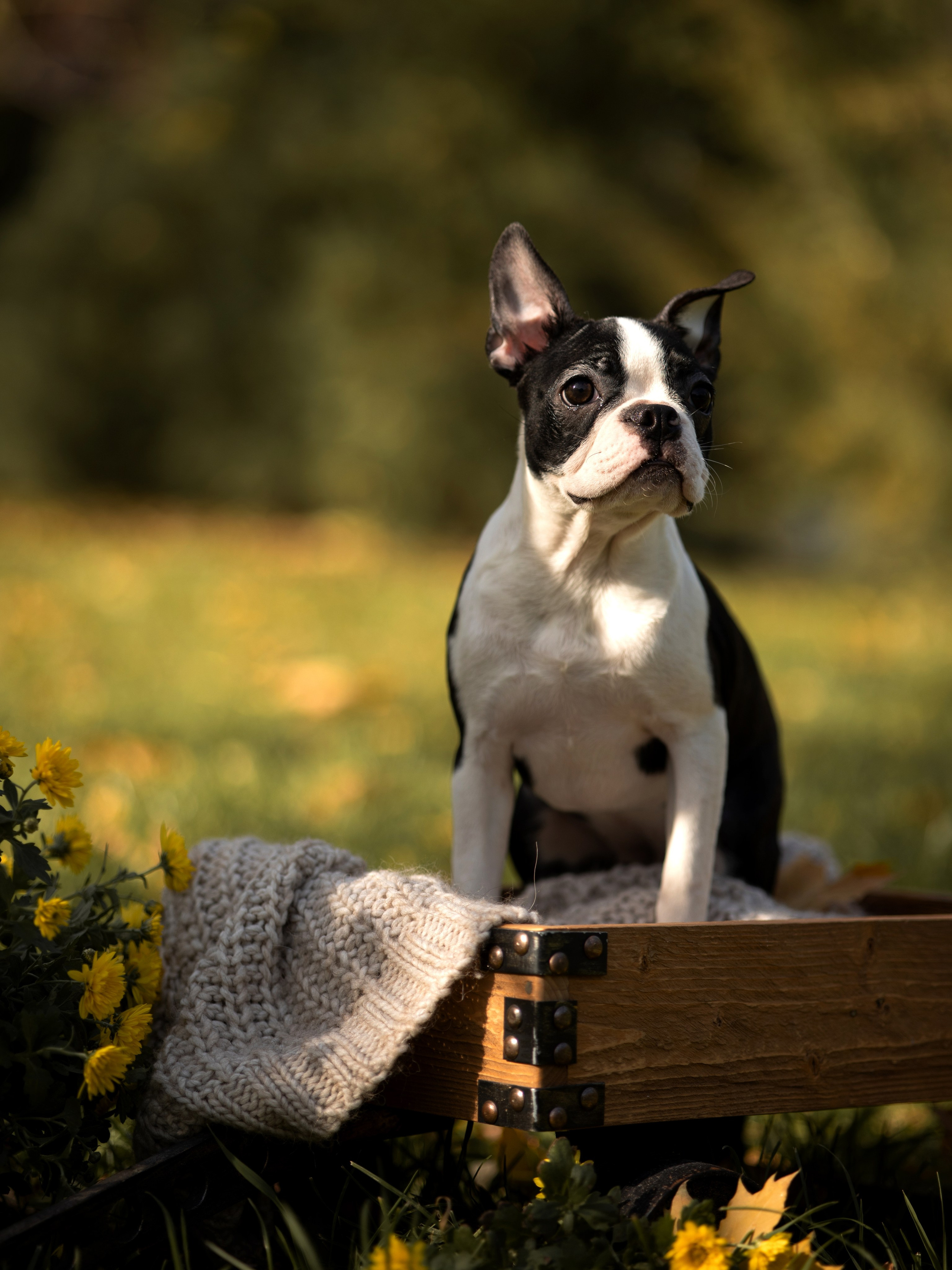 Щенки бостики. Главная