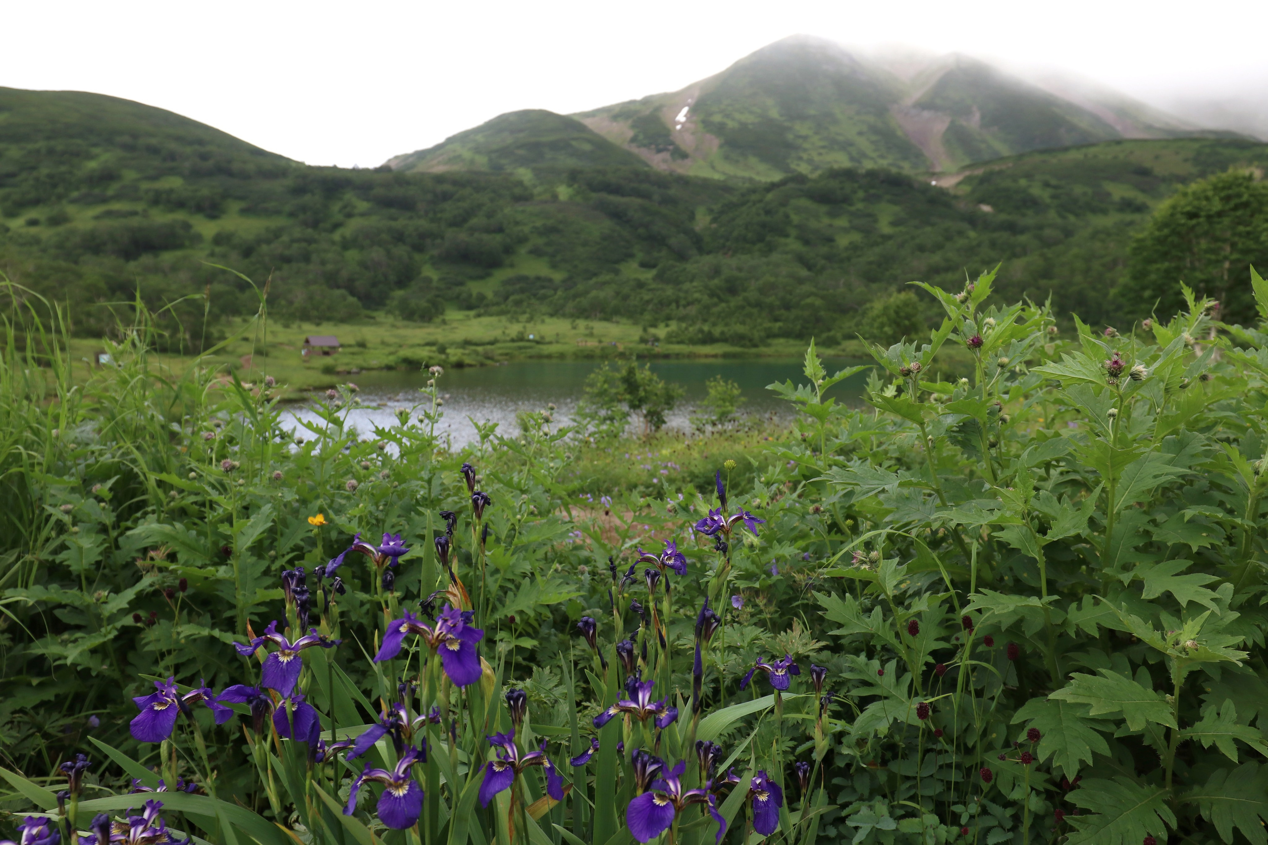 Камчатка и о. Парамушир. Июль 2024. Путешественник-фотограф из Санкт-Петербурга Татьяна Свистулина