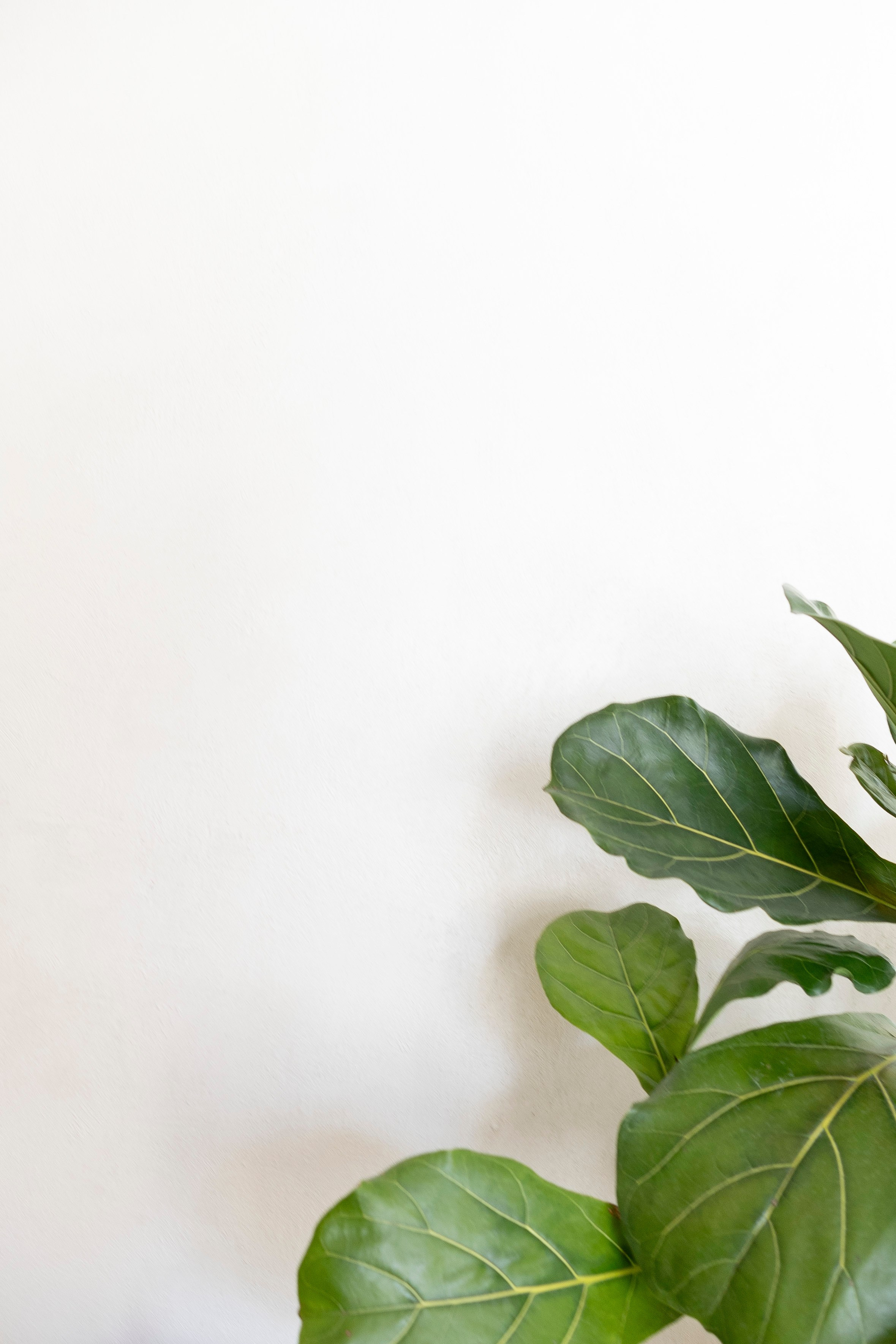 2 цветка. Фотограф Антон Горин