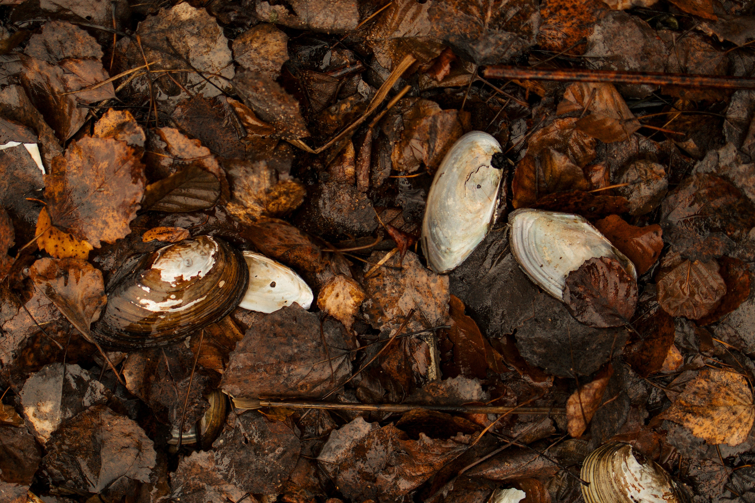 Лена, Глеб, Ральф и Рэй. Фотограф в Выборге и Санкт-Петербурге Маша Гуляева