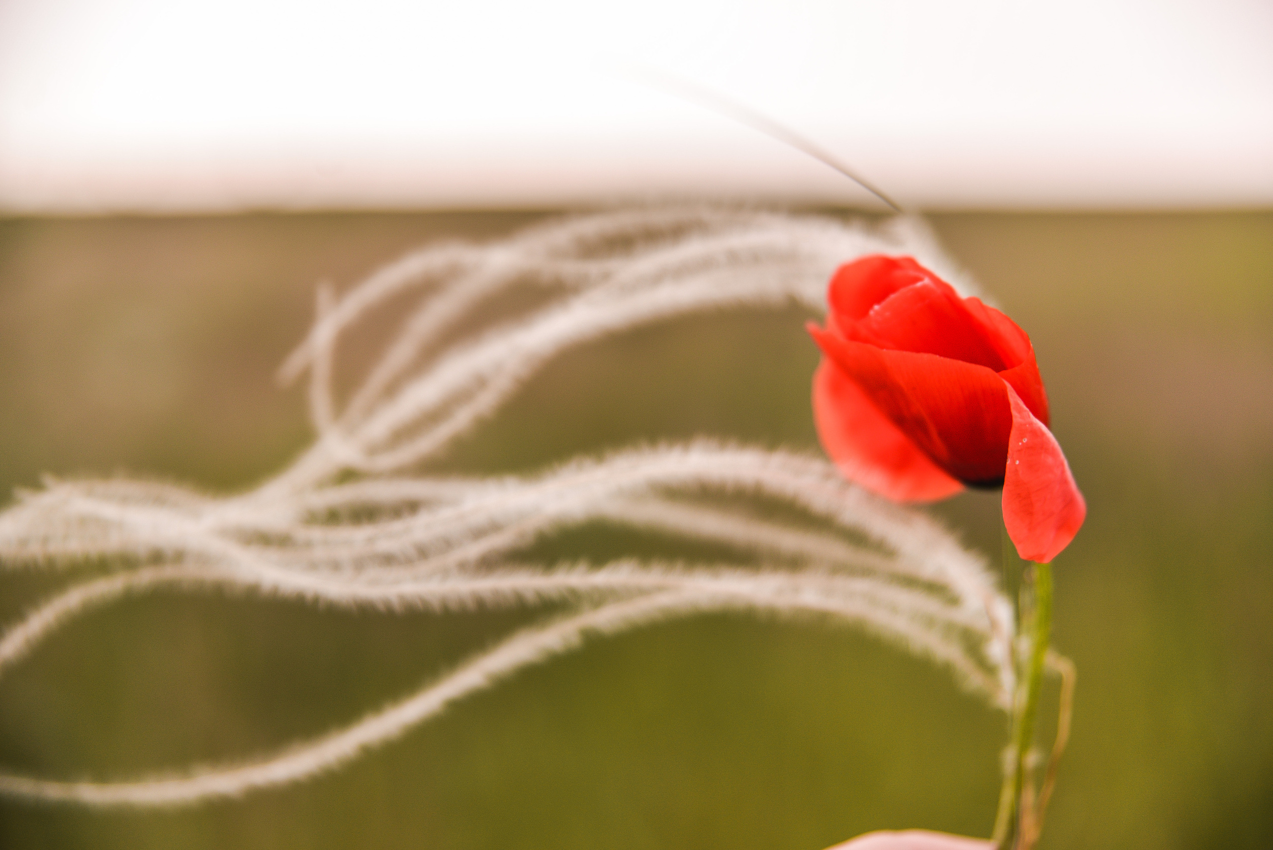 Ли. Семейный фотограф в Санкт-Петербурге Льдокова Екатерина