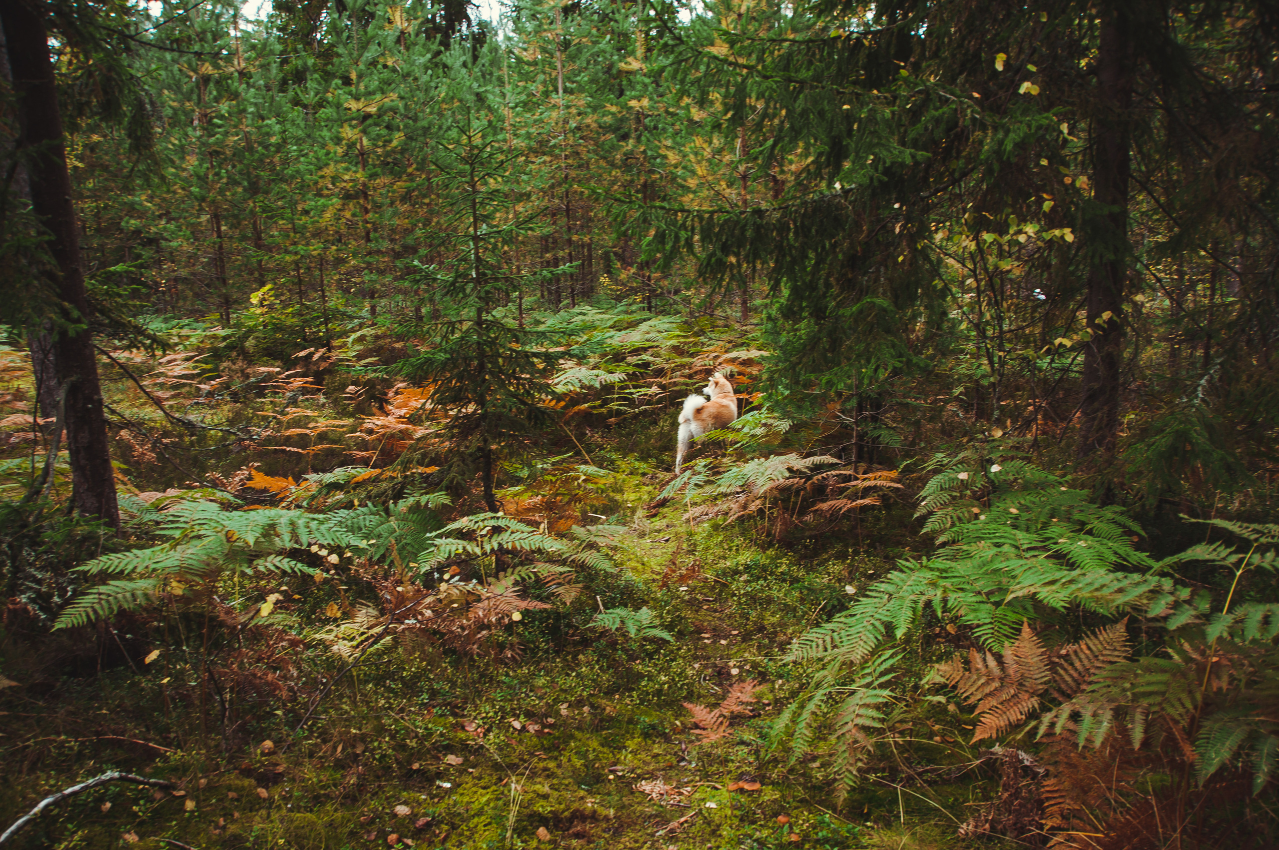 НАМИ. Семейный фотограф в Санкт-Петербурге Льдокова Екатерина