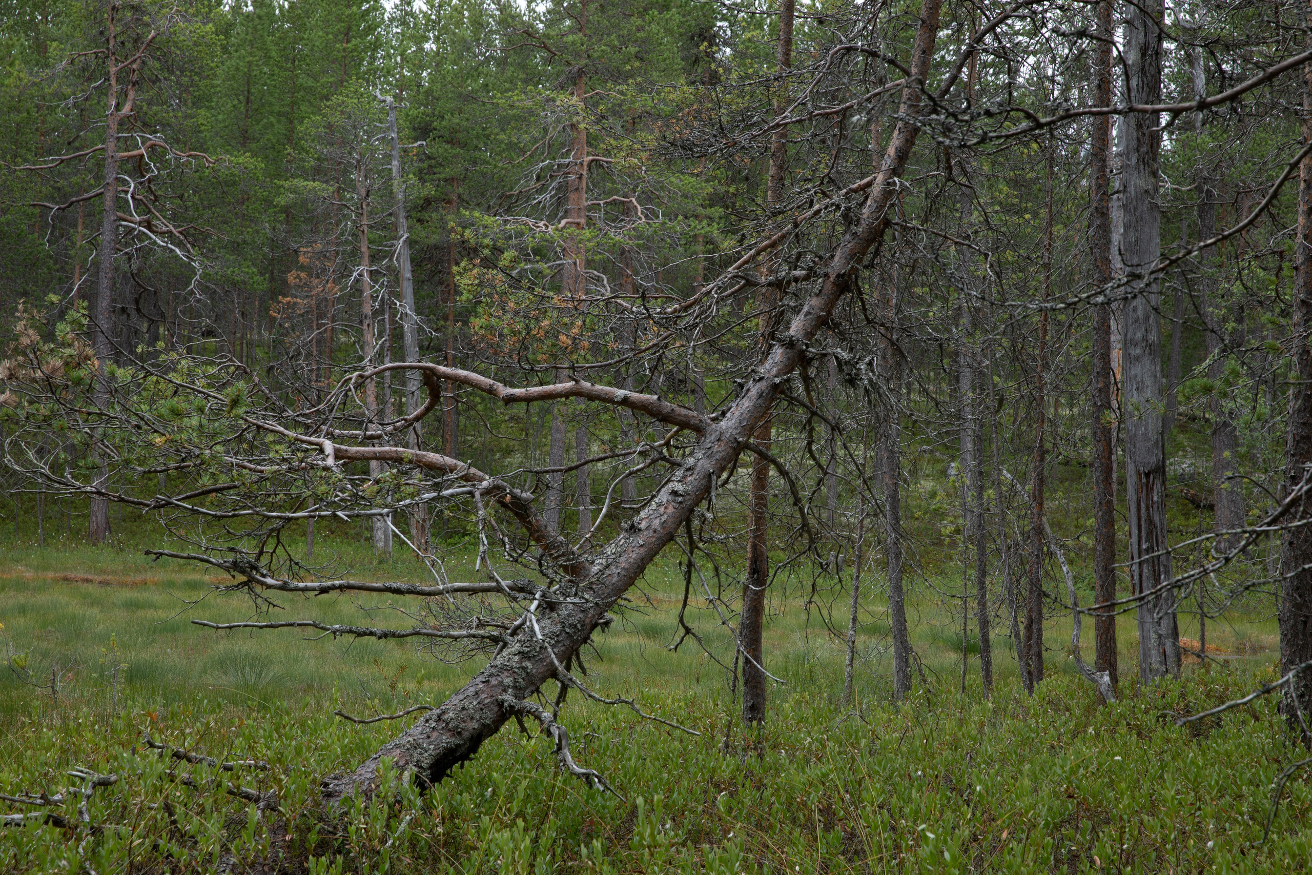 Оз. Колвицкое. Фотографии
