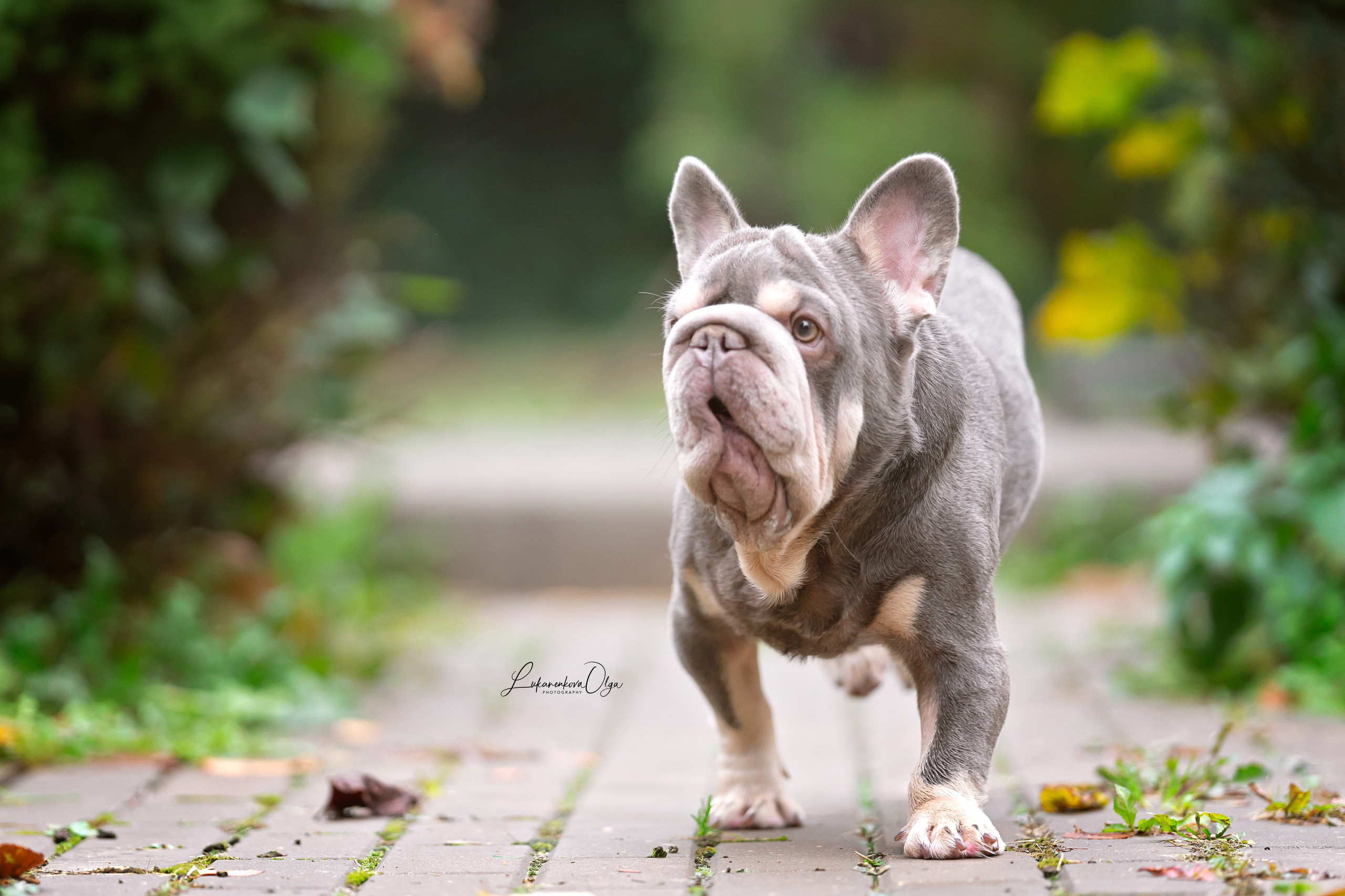 Бульдоги. Фотограф анималист Ольга Луканенкова в Москве