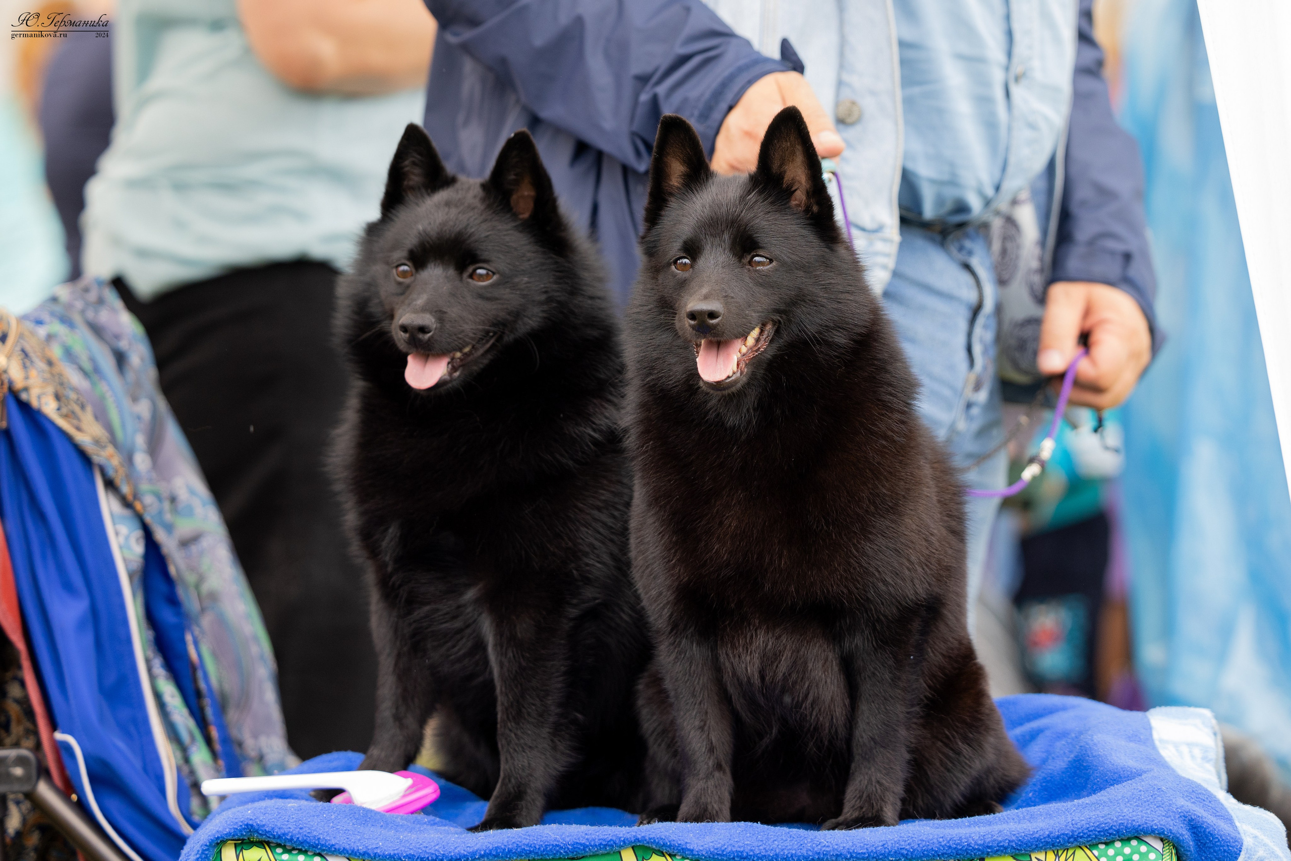 Ярославль 21.07.24 и Балашиха 13.07.24. Фотограф-анималист Юлия Германика