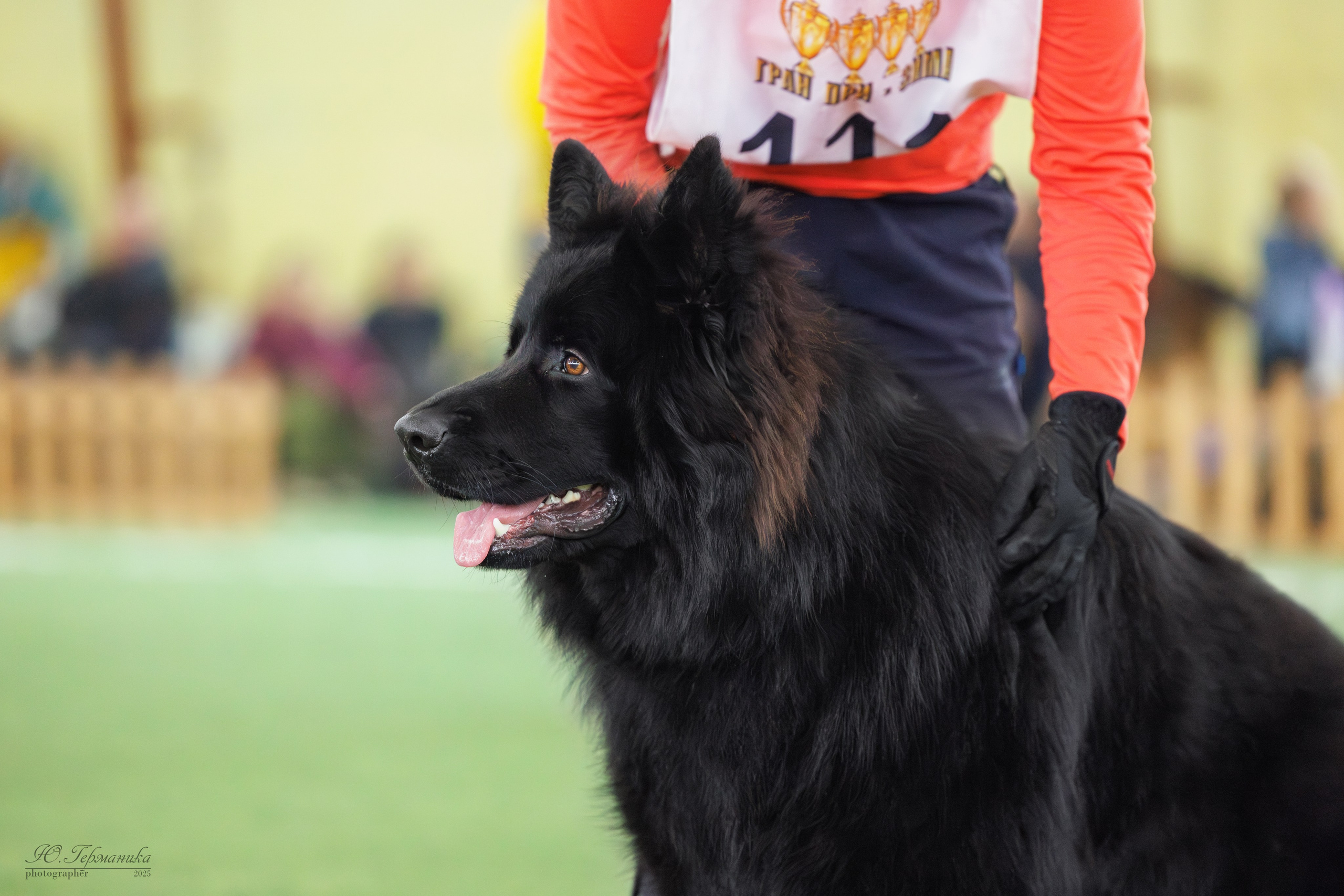 Гран-При 8.02.2025 и Крокус 09.02.2025. Фотограф-анималист Юлия Германика