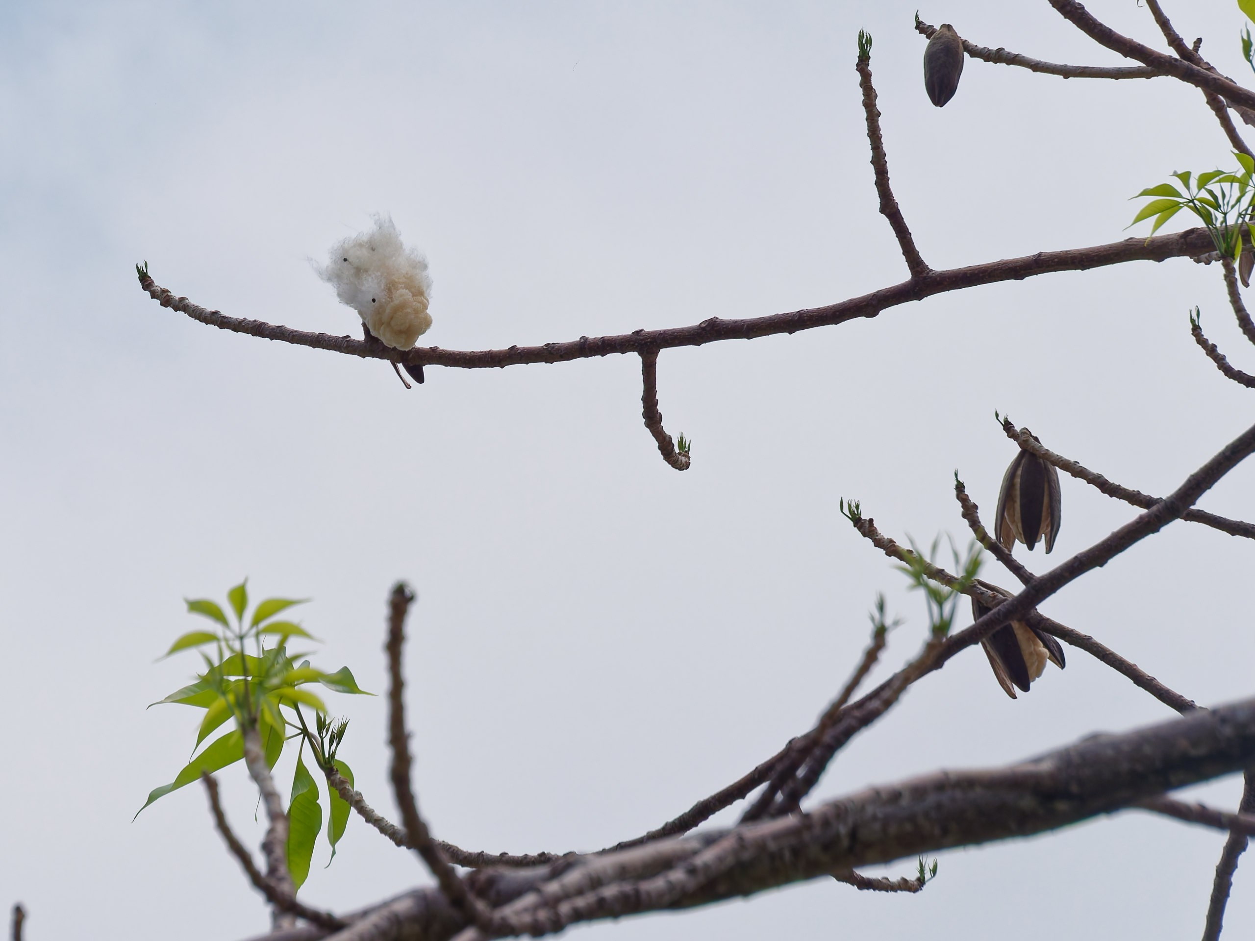Хайнань 2026, флора, цветы и деревья. Фотопрогулки по Миру