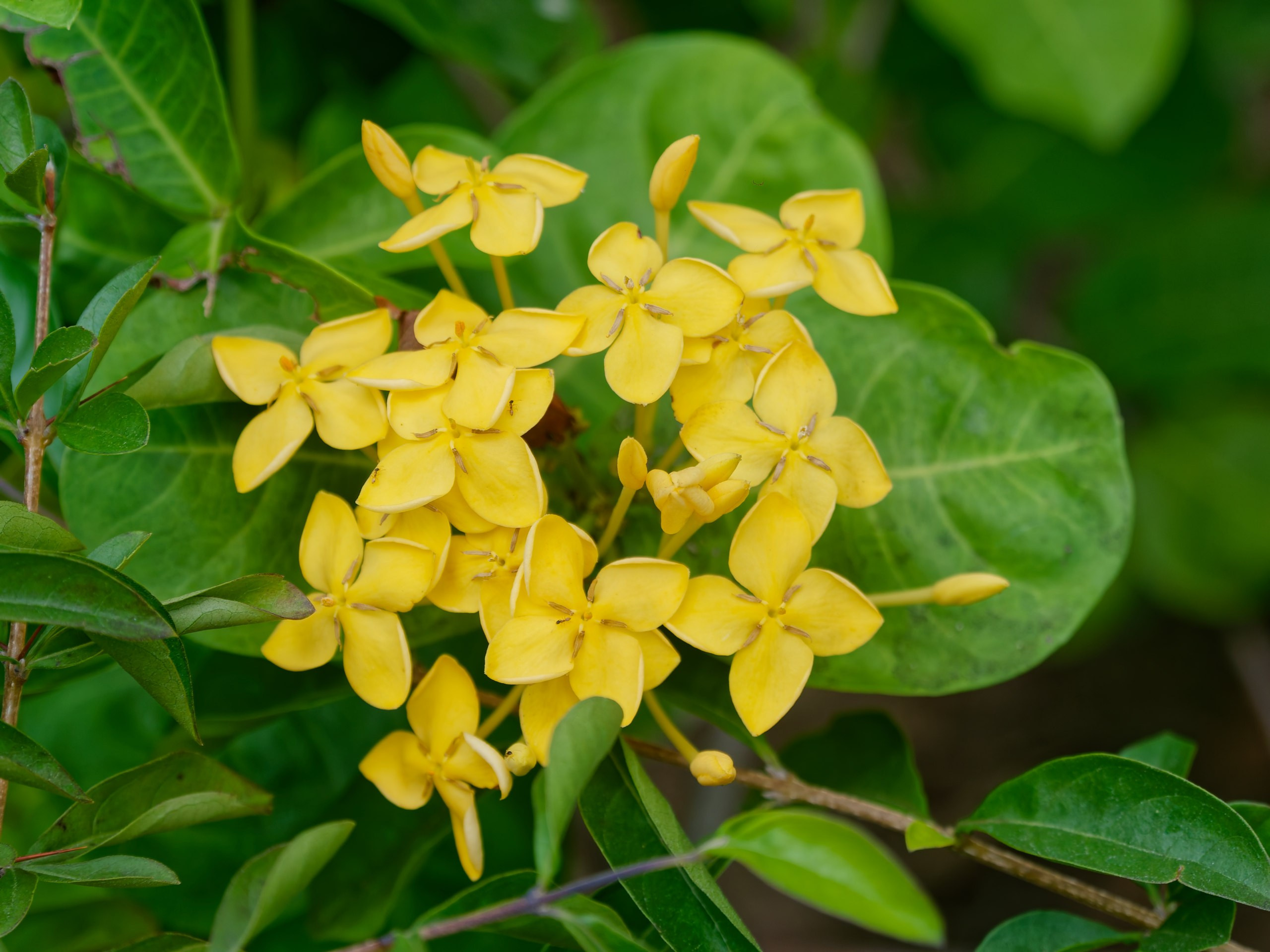 Хайнань 2026, флора, цветы и деревья. Фотопрогулки по Миру