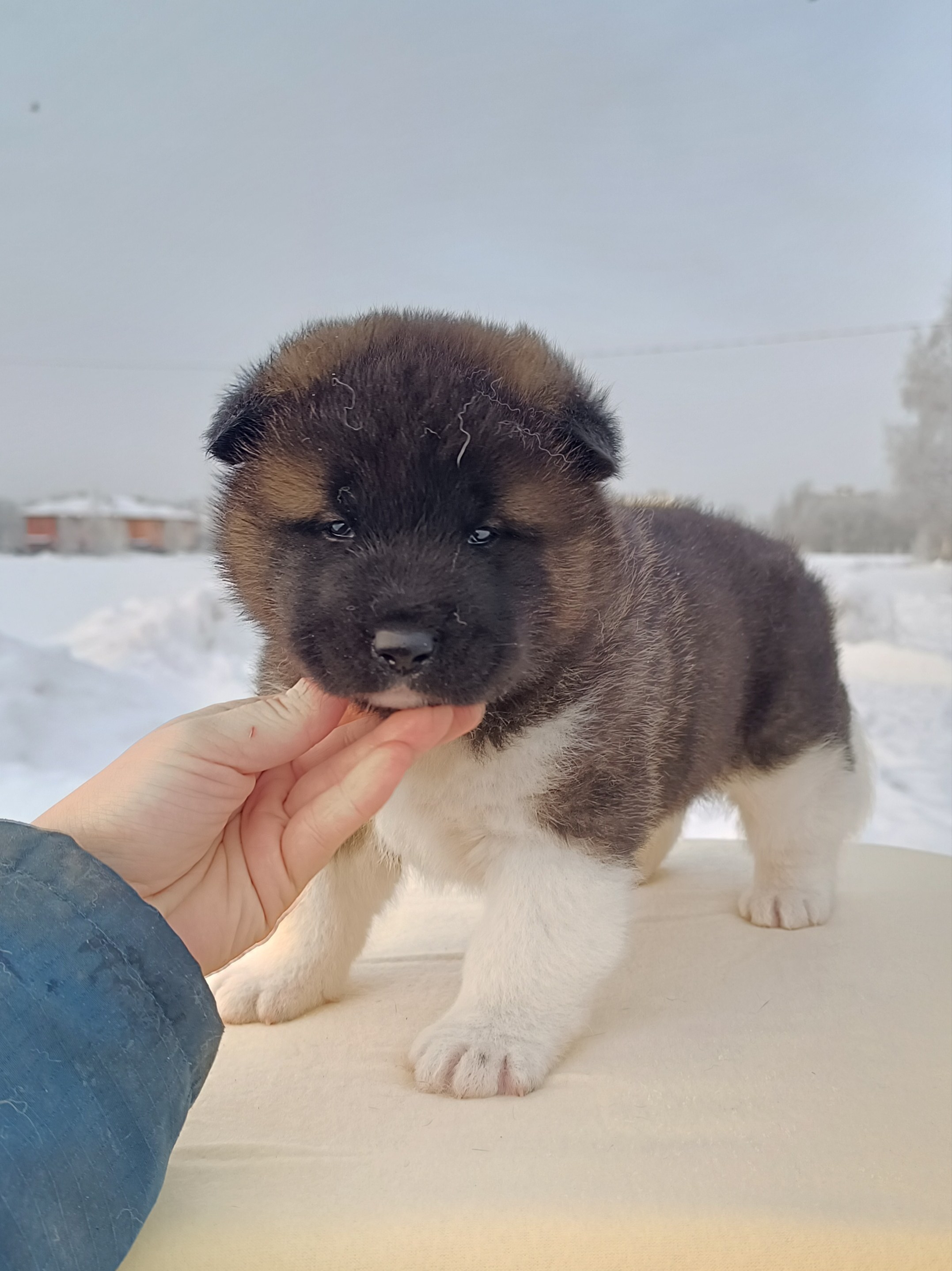 Rubylight Ctsar'. Американская акита I Сиба ину I Питомник RUBYLIGHT