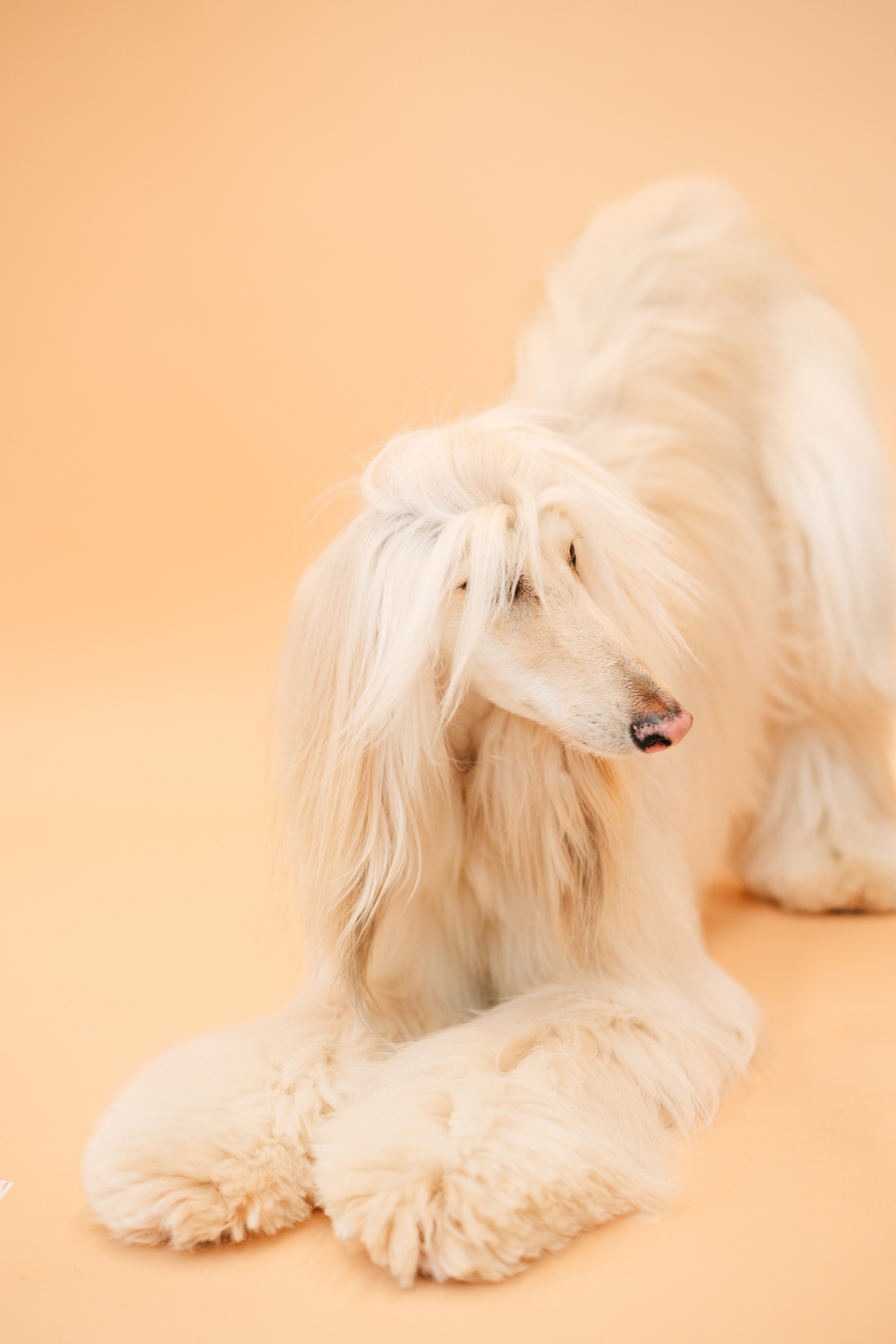 Груминг — салон. Фотограф анималист Осипчикова Мария