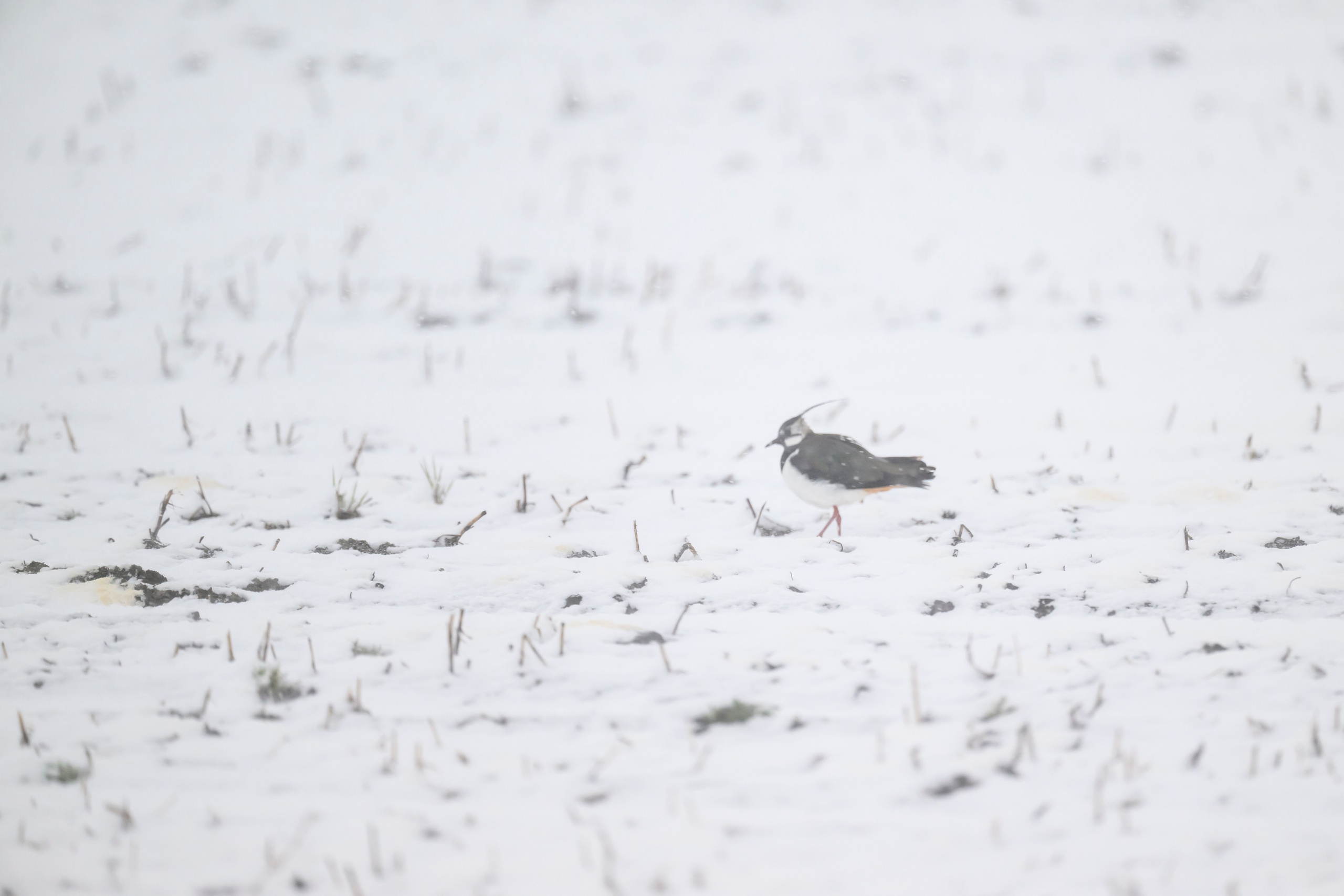 Метель. Фотограф Сергей Пупонин