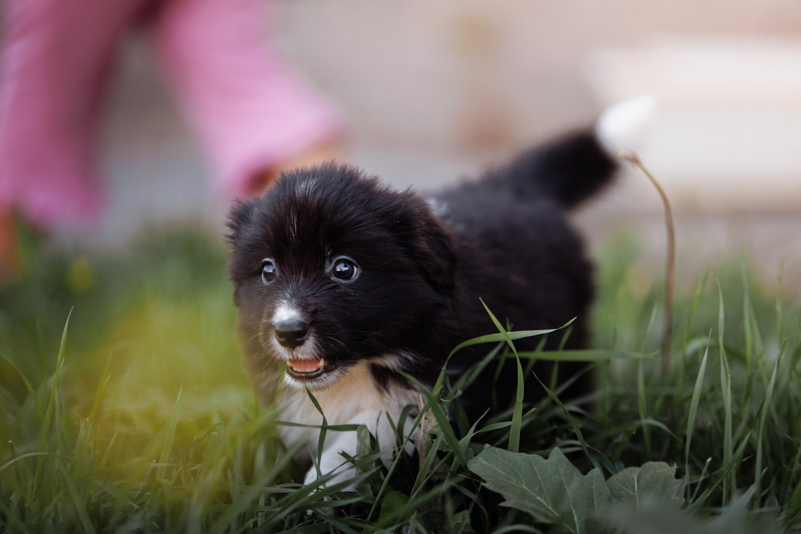 МММ — маленькое мягкое милое. О нас