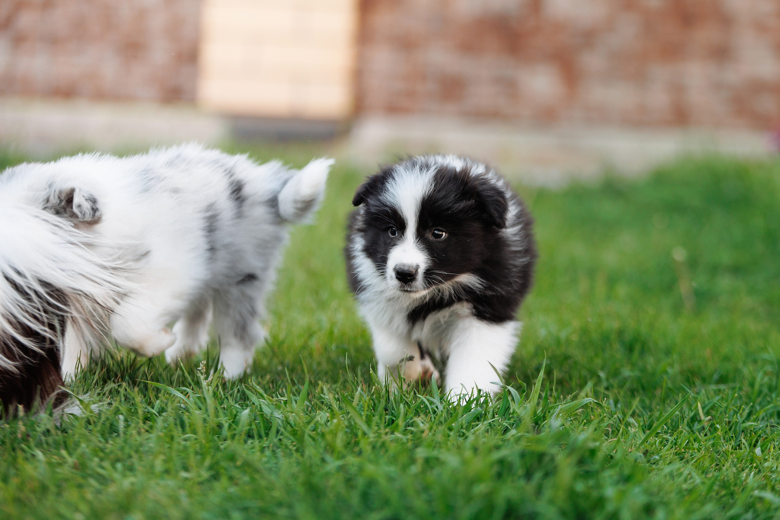 Пушистое. О нас