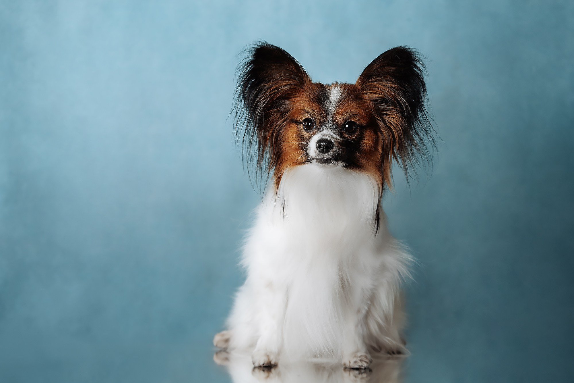 Синева. О нас