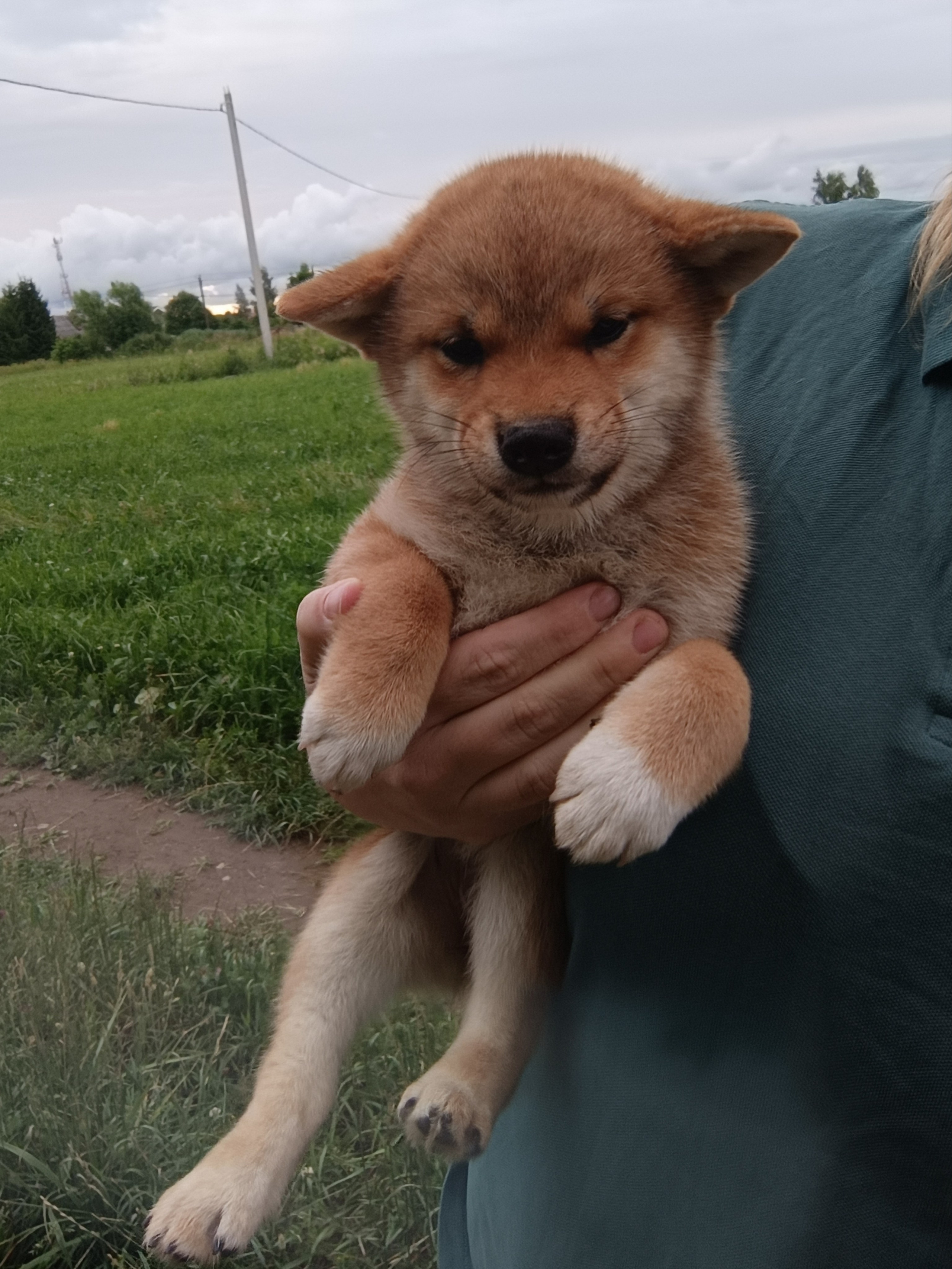 сиба питомник Рубилайт щенки на продажу rubylight  сиба щенки купить СПб Санкт-Петербург