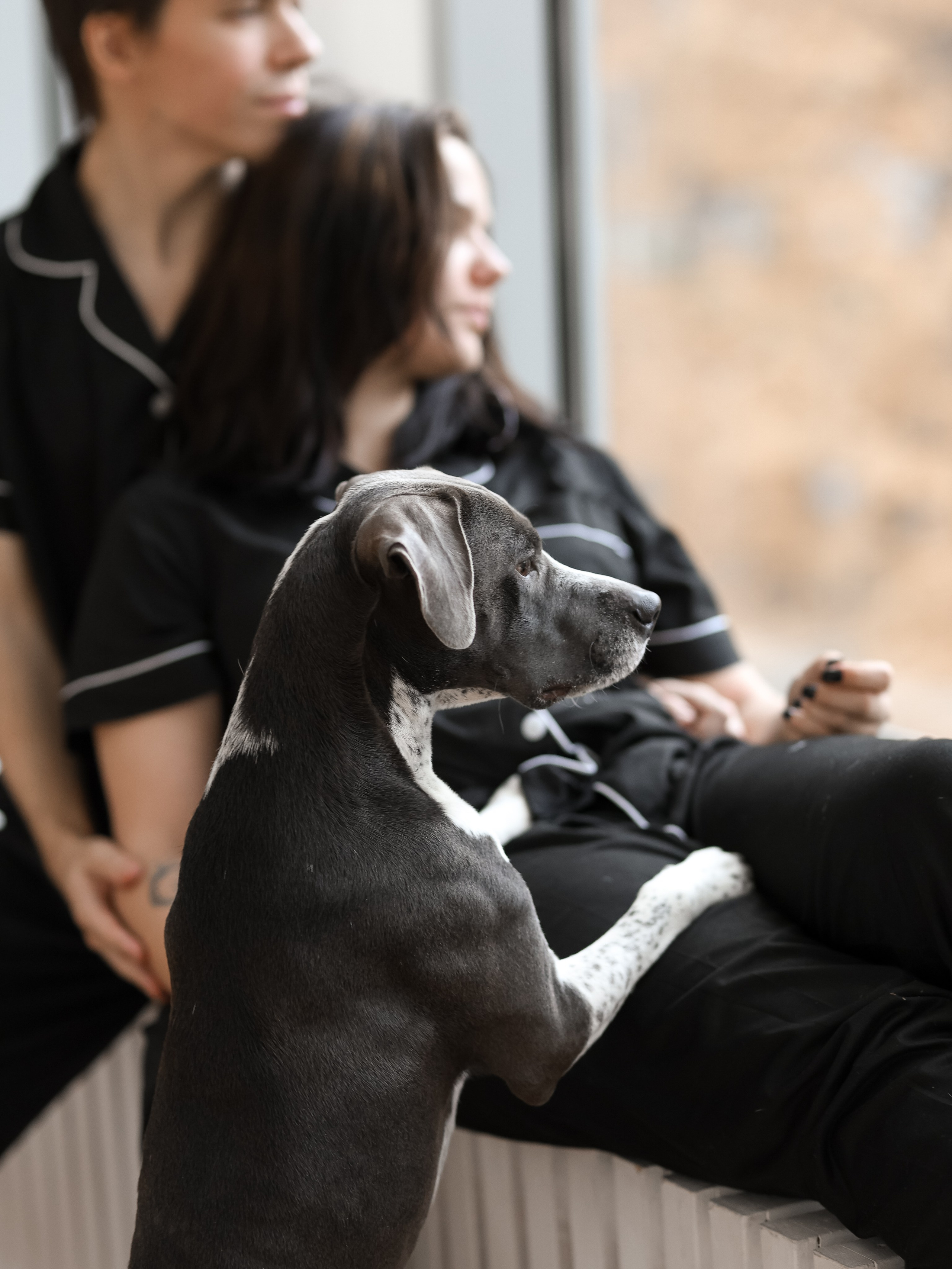Тортик Даша и Никита. Фотограф-анималист в Москве Кириллова Татьяна