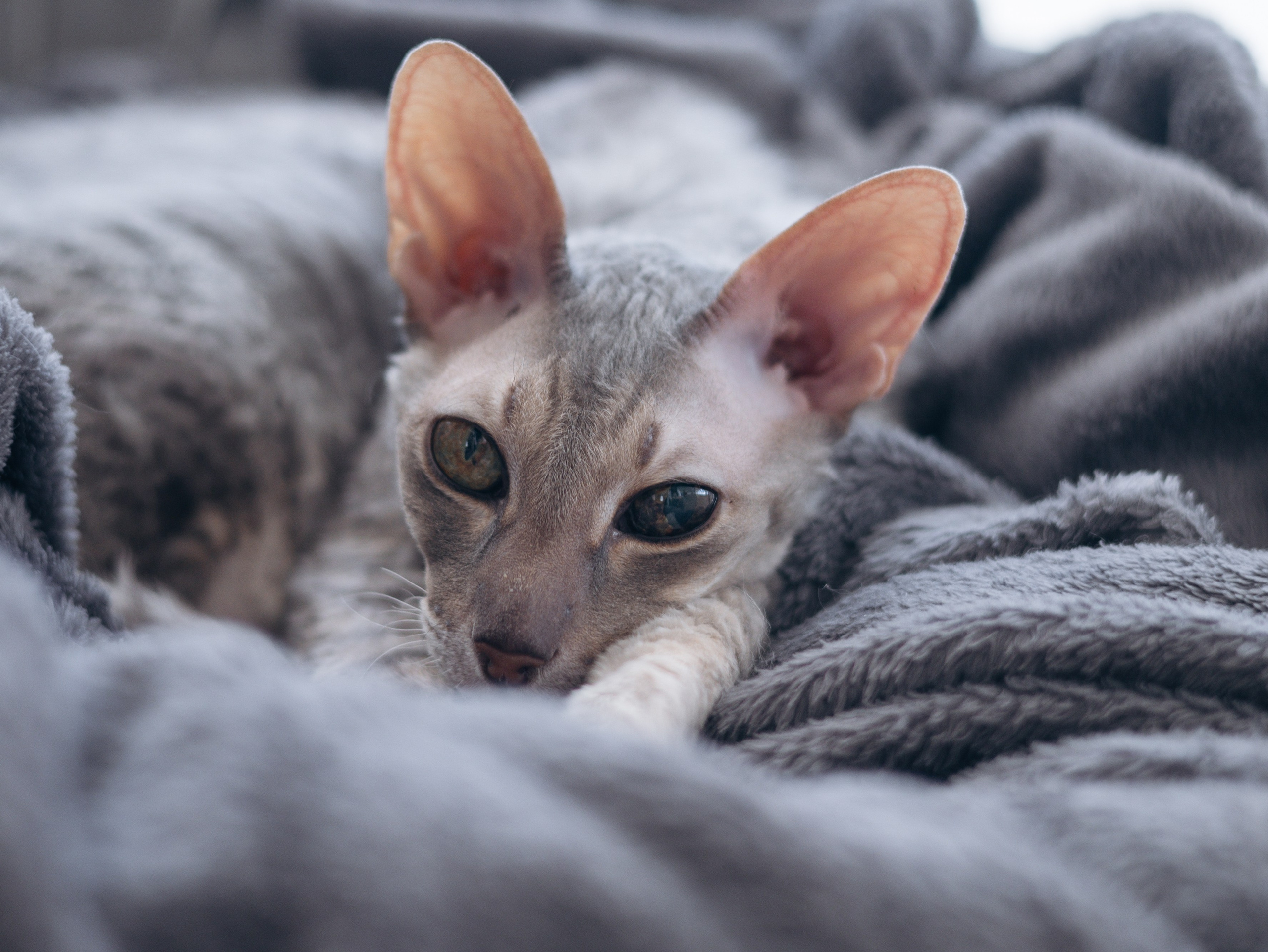 День рождение Зенита. Фотограф-анималист в Москве Кириллова Татьяна