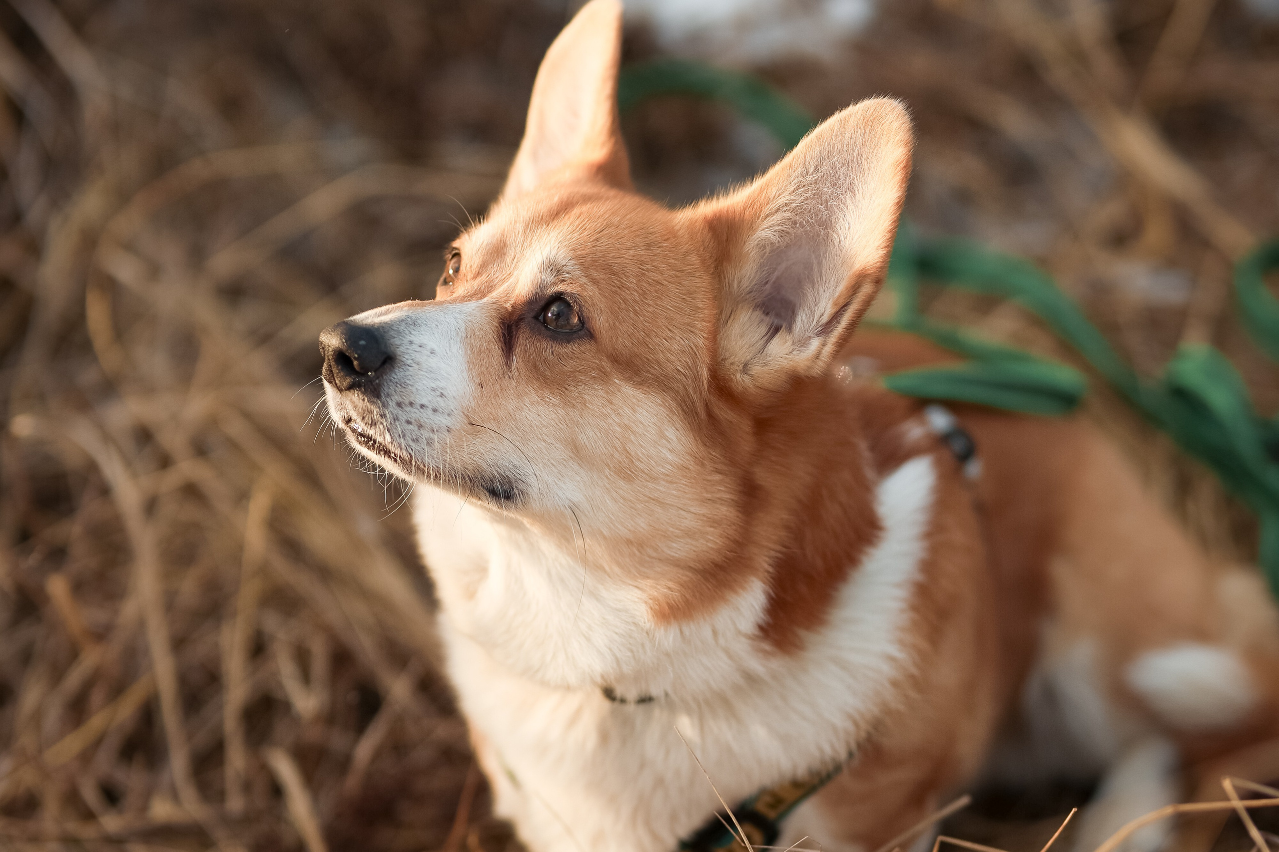 Трой, Балу и Катя. Фотограф-анималист в Москве Кириллова Татьяна
