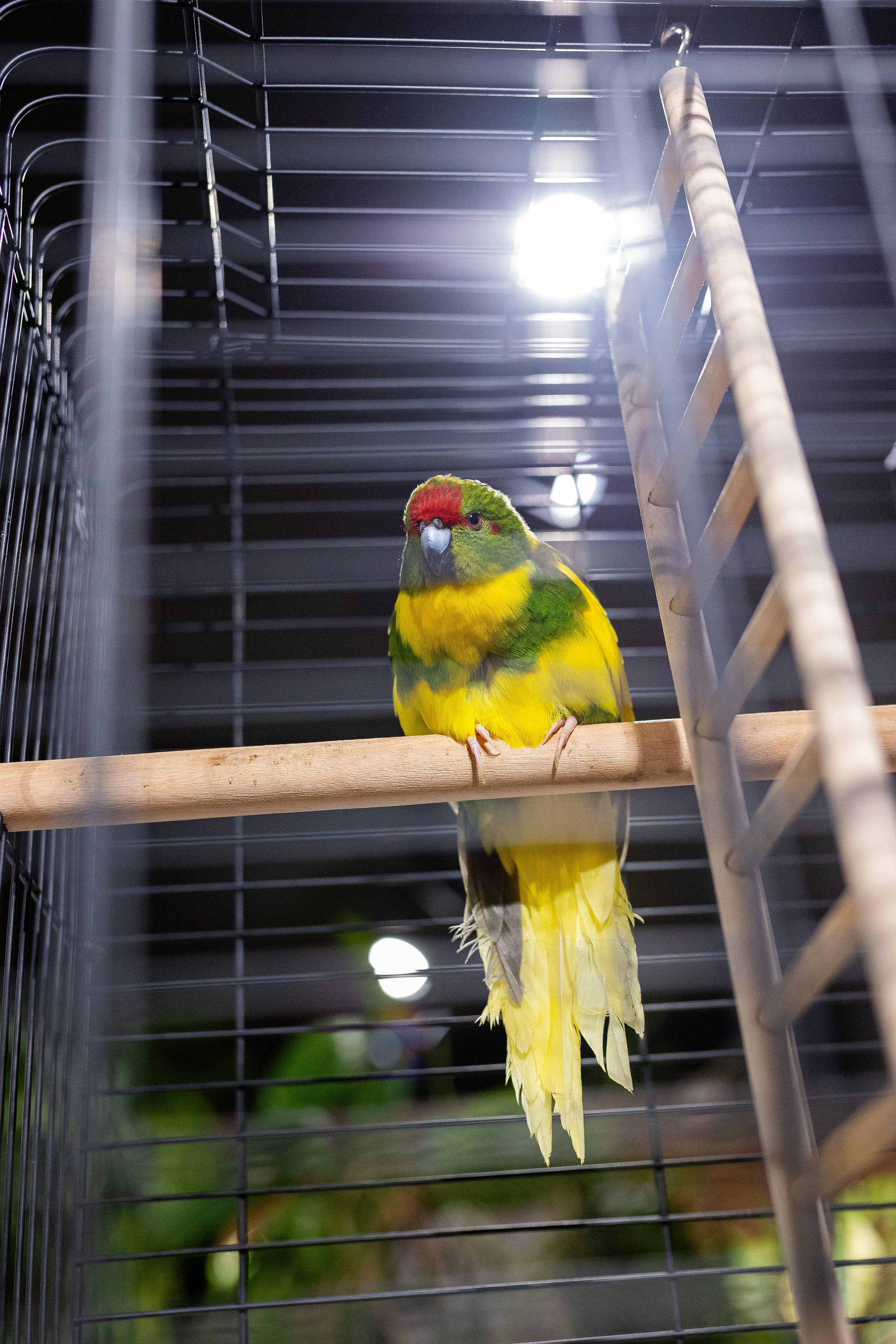 GreenRare ярмарка 2024. Александра Куликова фотограф, Москва