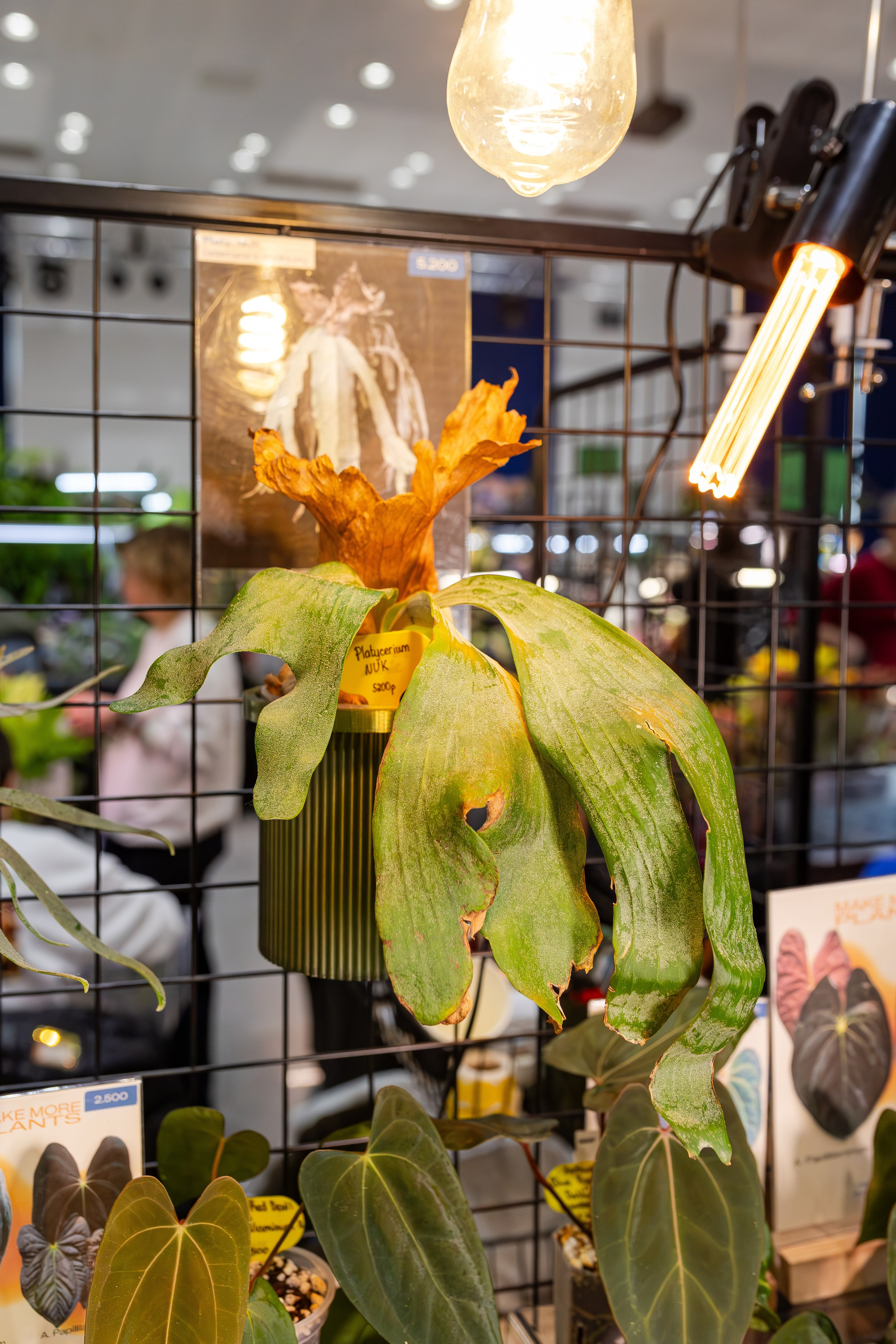 Монстериум апрель 2026. Александра Куликова фотограф, Москва