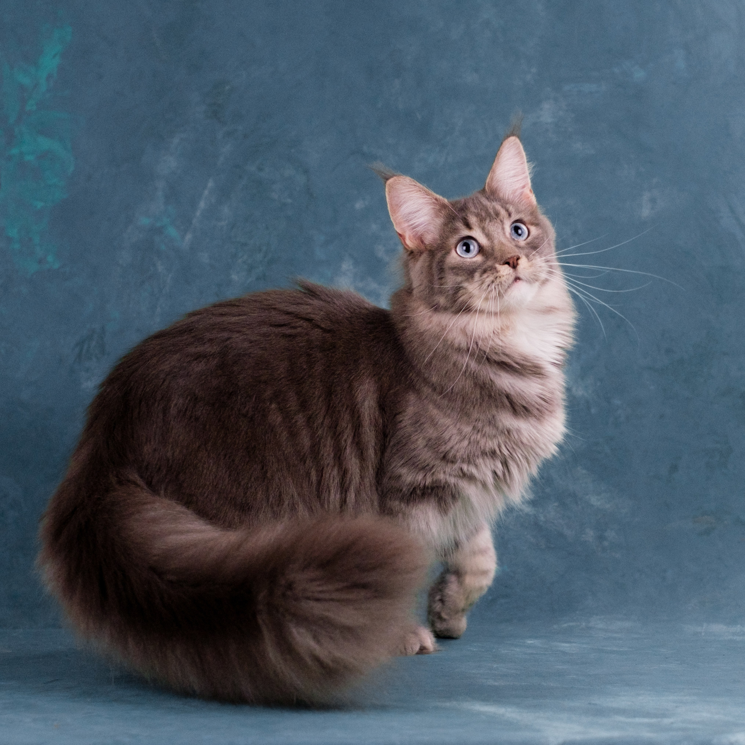 Мейн-куны для Анастасии. Зоофотограф, фотограф животных в Москве и области Дина Дамоцева