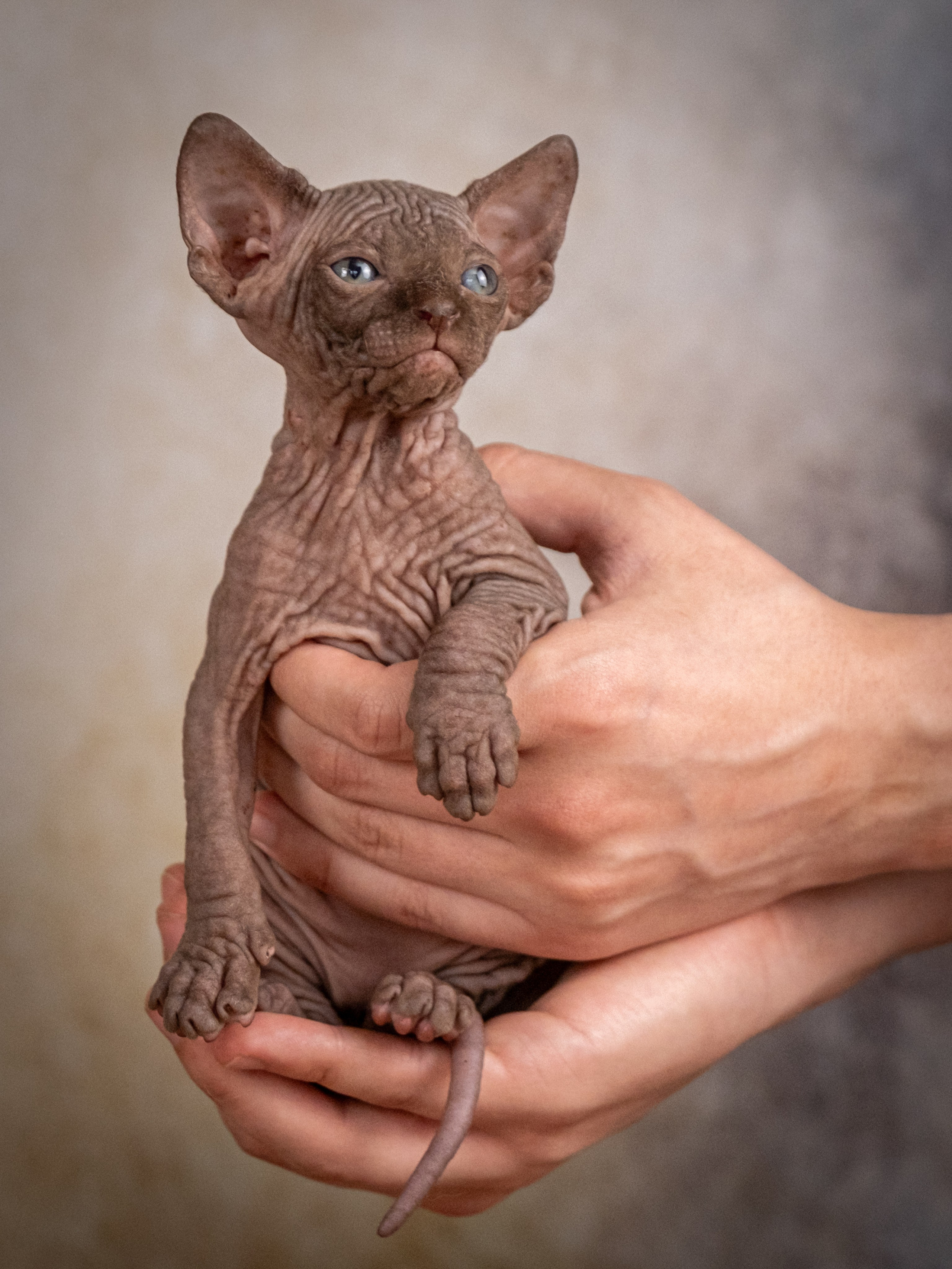 Сфинксы и эльфы для Никиты!. Зоофотограф, фотограф животных в Москве и области Дина Дамоцева