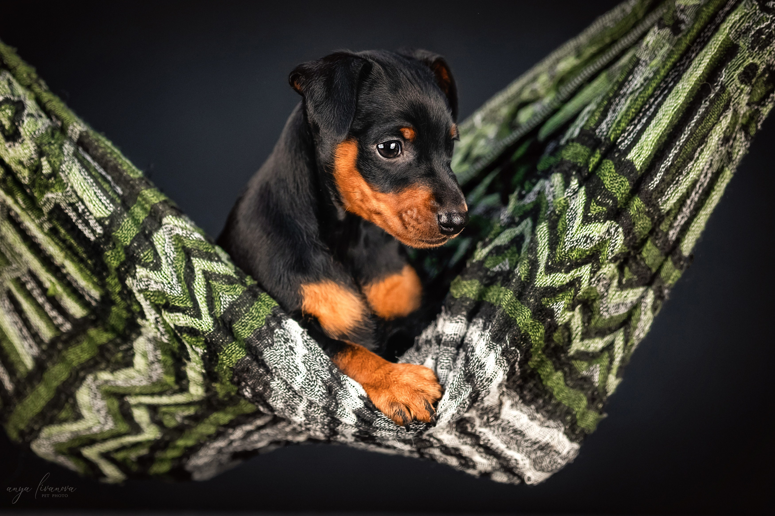 Пинчер. Фотограф анималист Аня Ливанова | Рыбинск