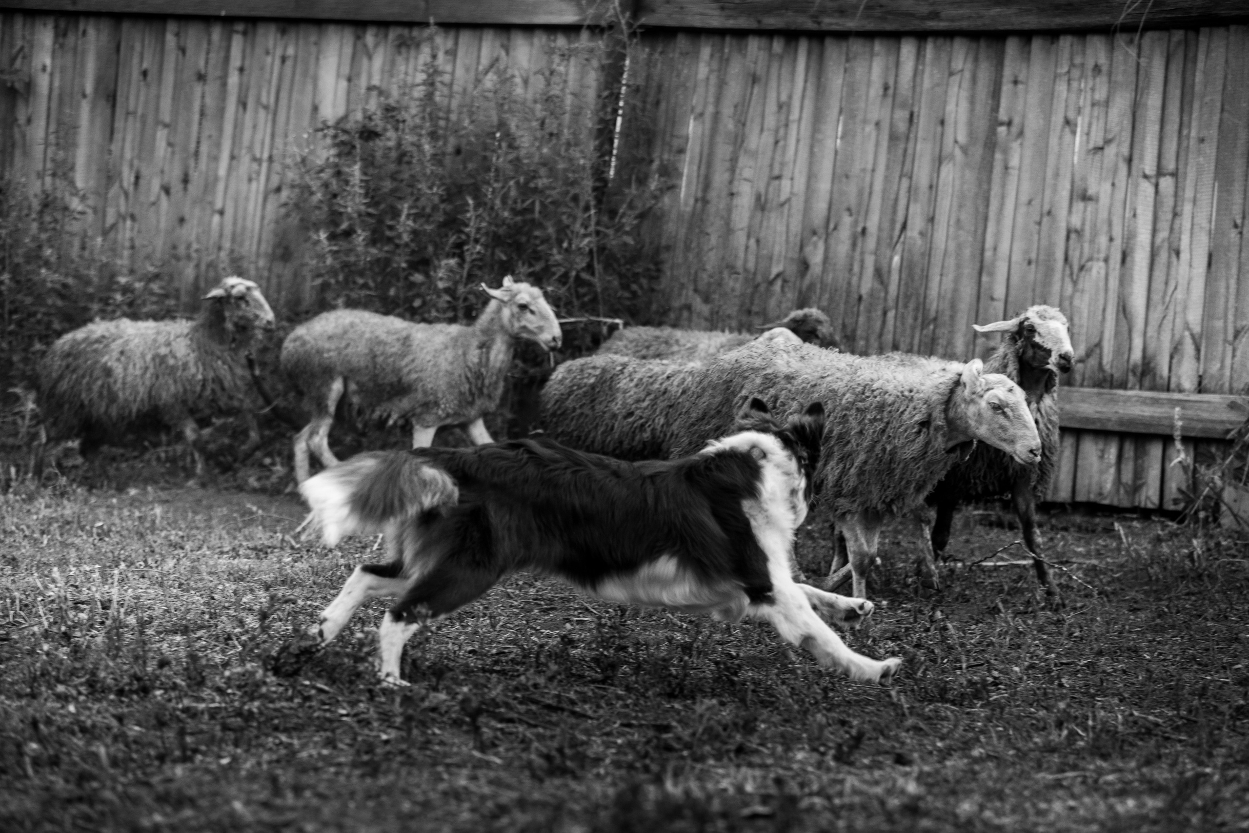 Овечий день. О нас