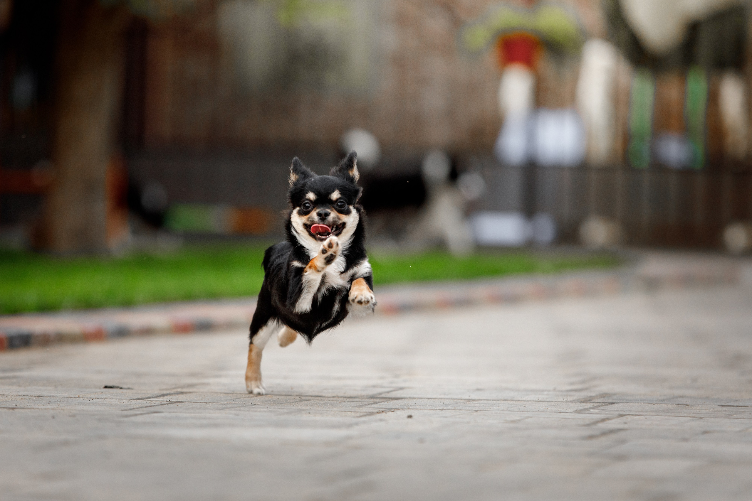 Болтовня в саду. О нас