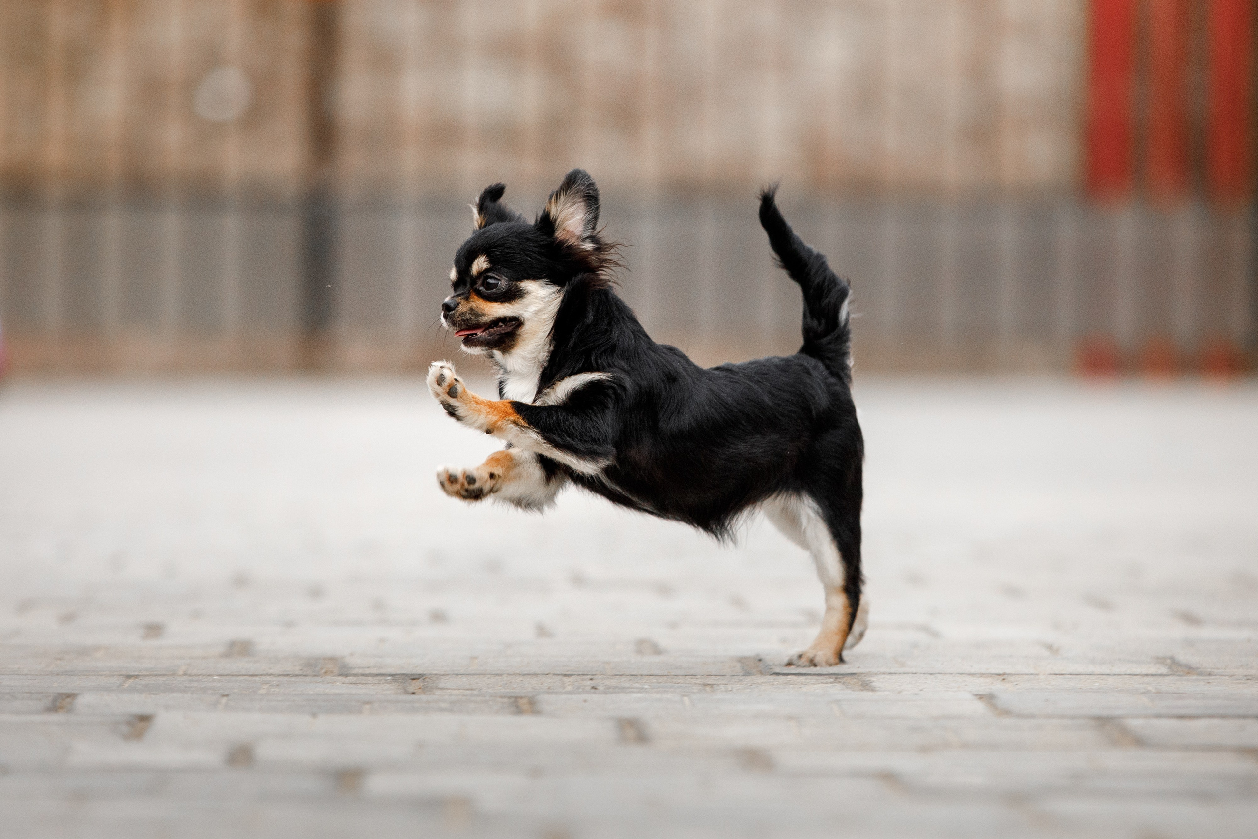 Болтовня в саду. О нас