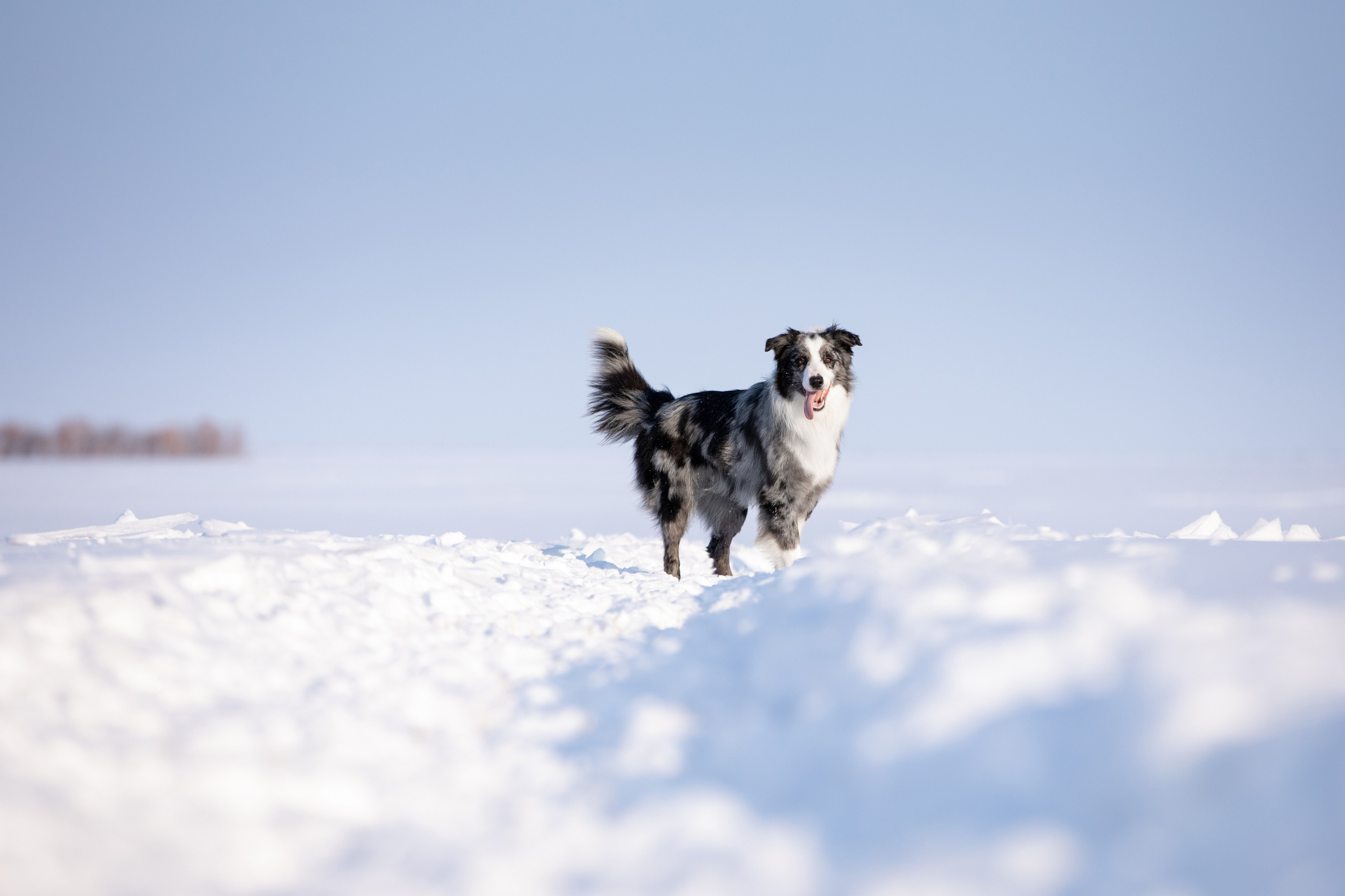 Мороз и солнце. О нас