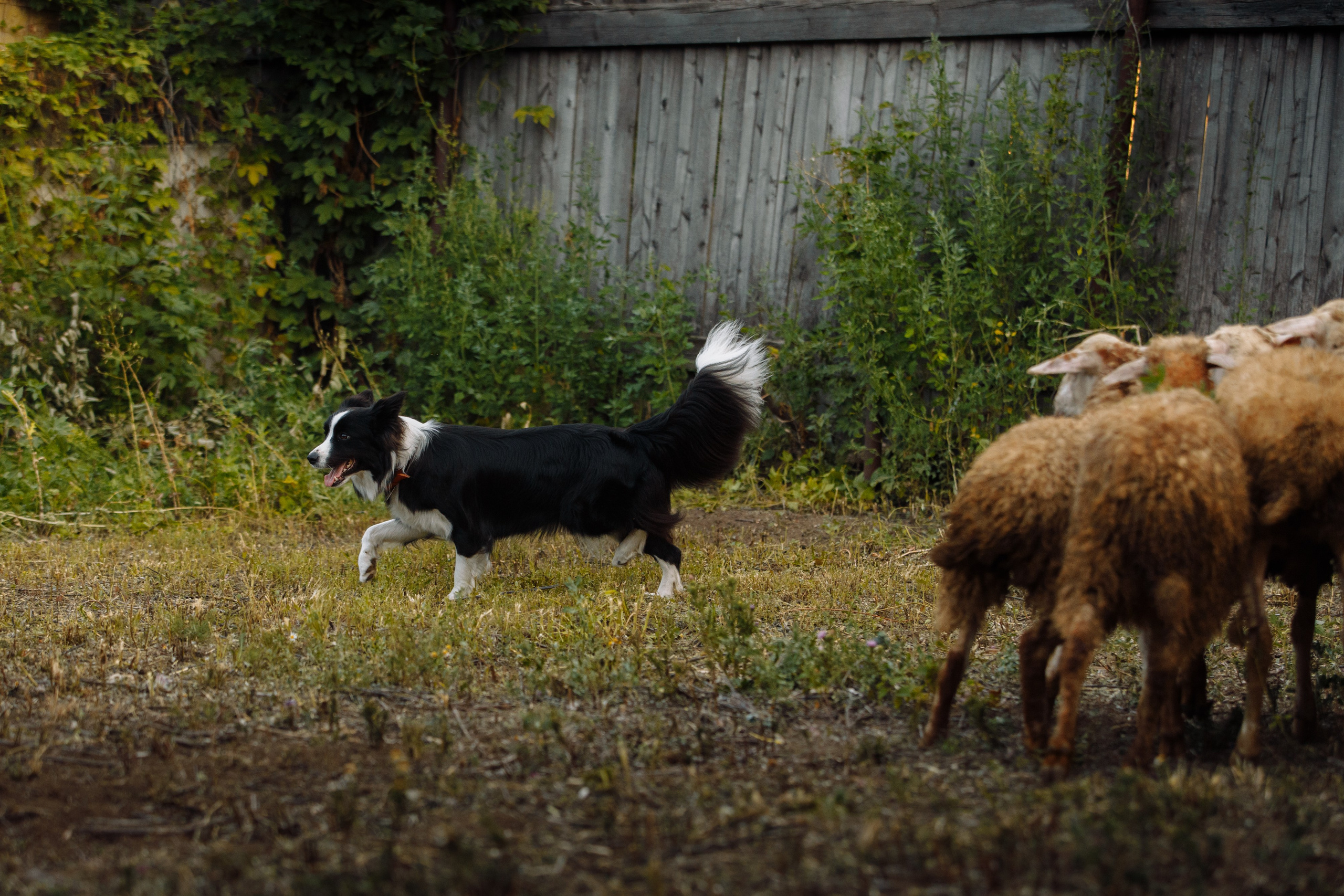 Овечий день. О нас