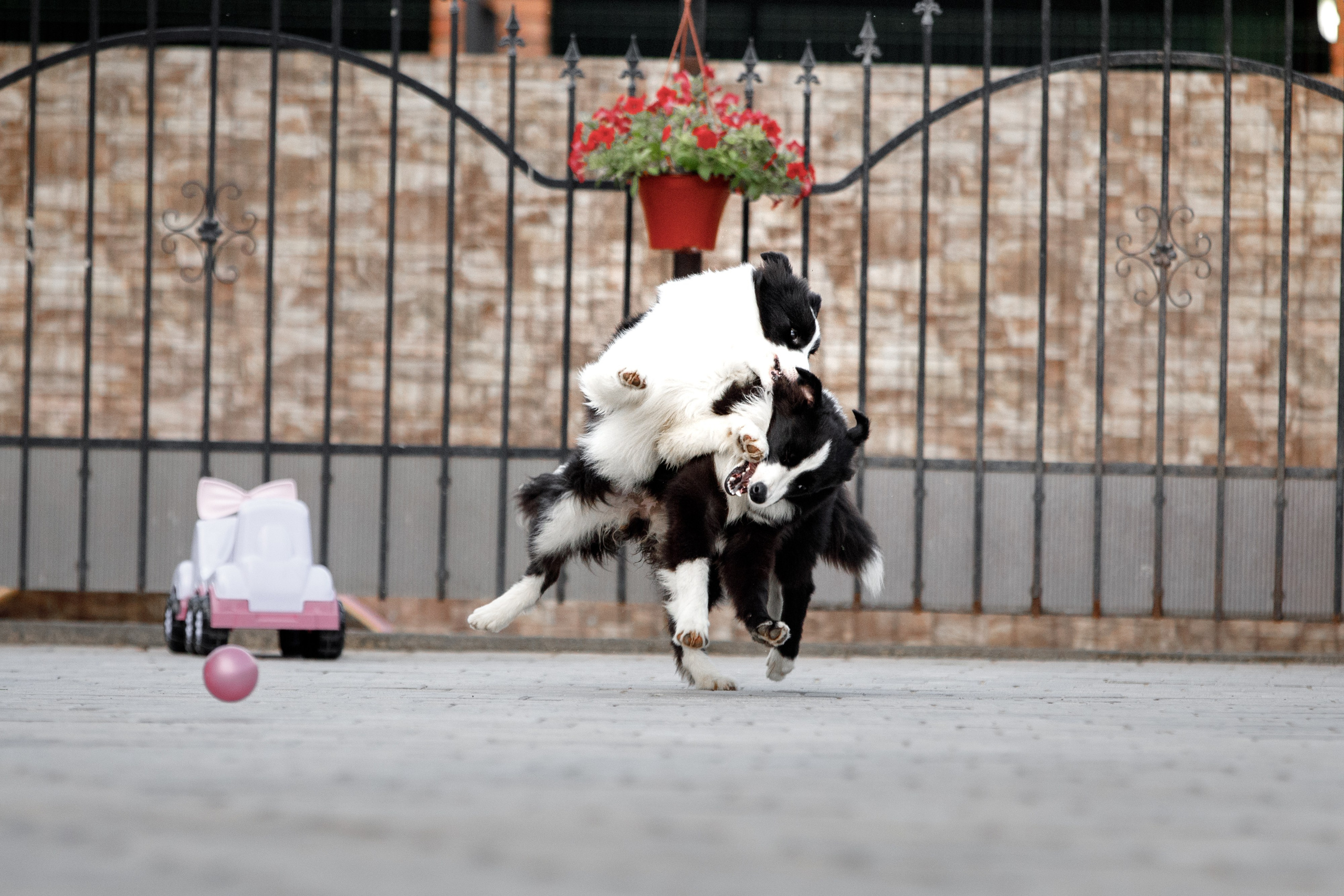 Болтовня в саду. О нас