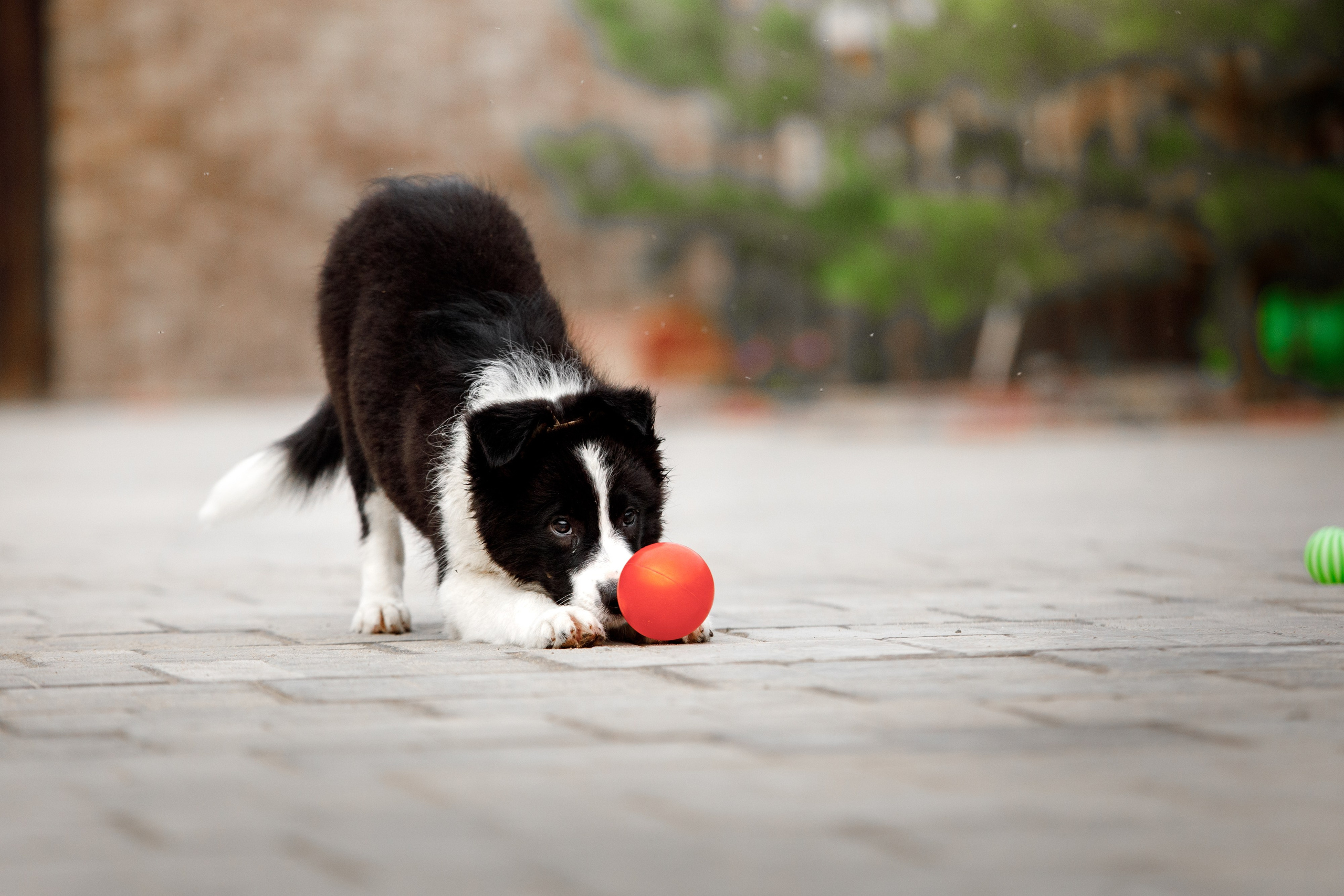 Болтовня в саду. О нас
