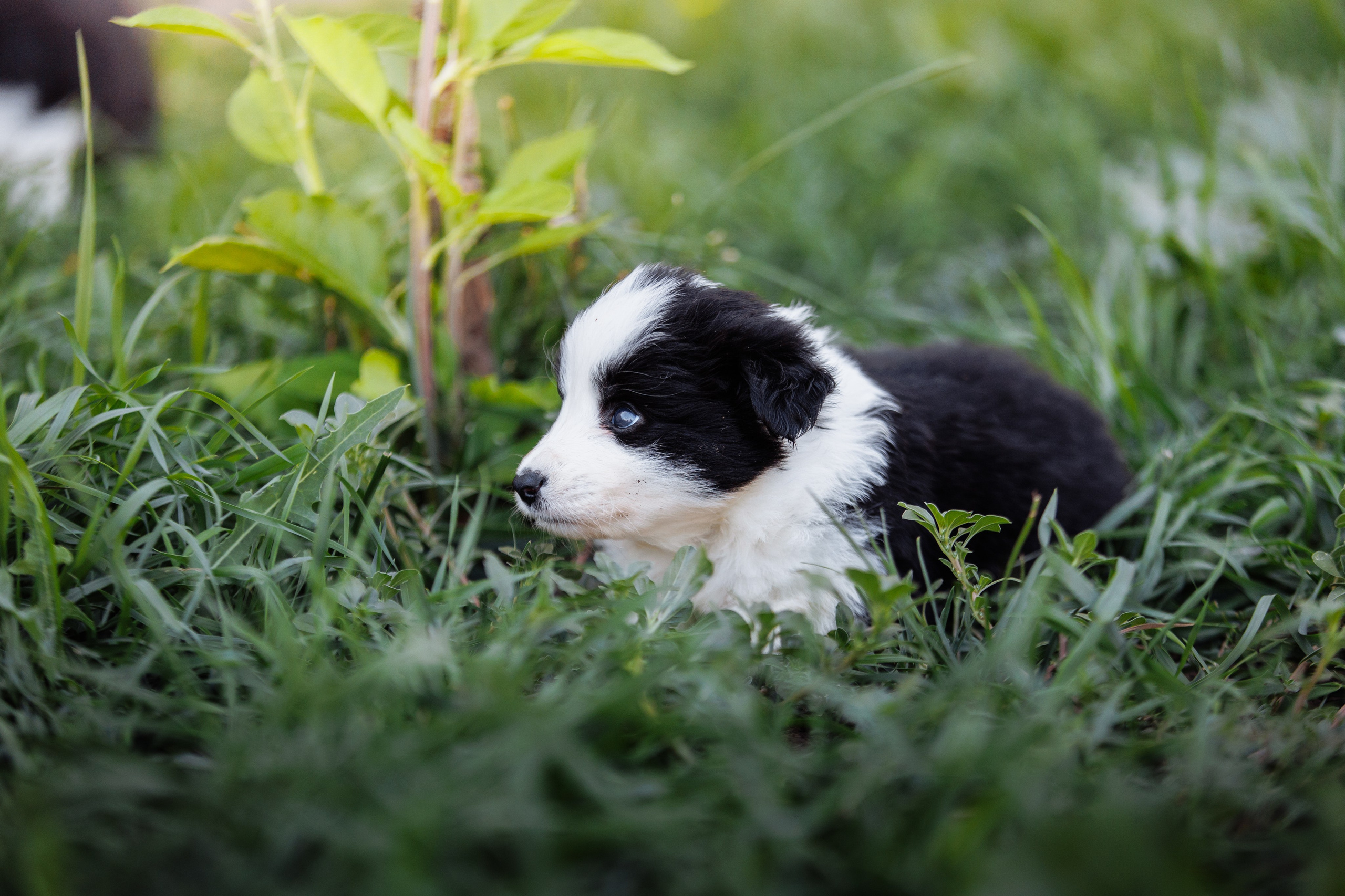 МММ — маленькое мягкое милое. О нас