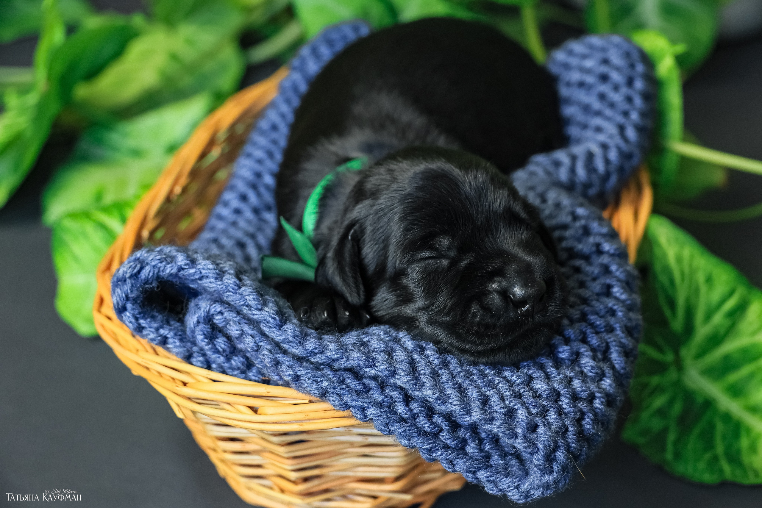 ризеншнауцер, щенки ризеншнауцера, фотограф собак, фотограф анималист, фотосессия щенков